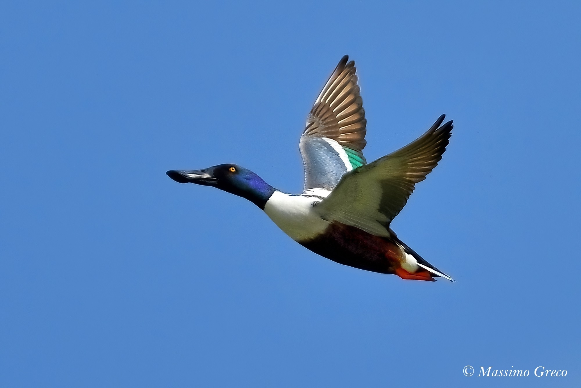 Mestolone (Anas clypeata)