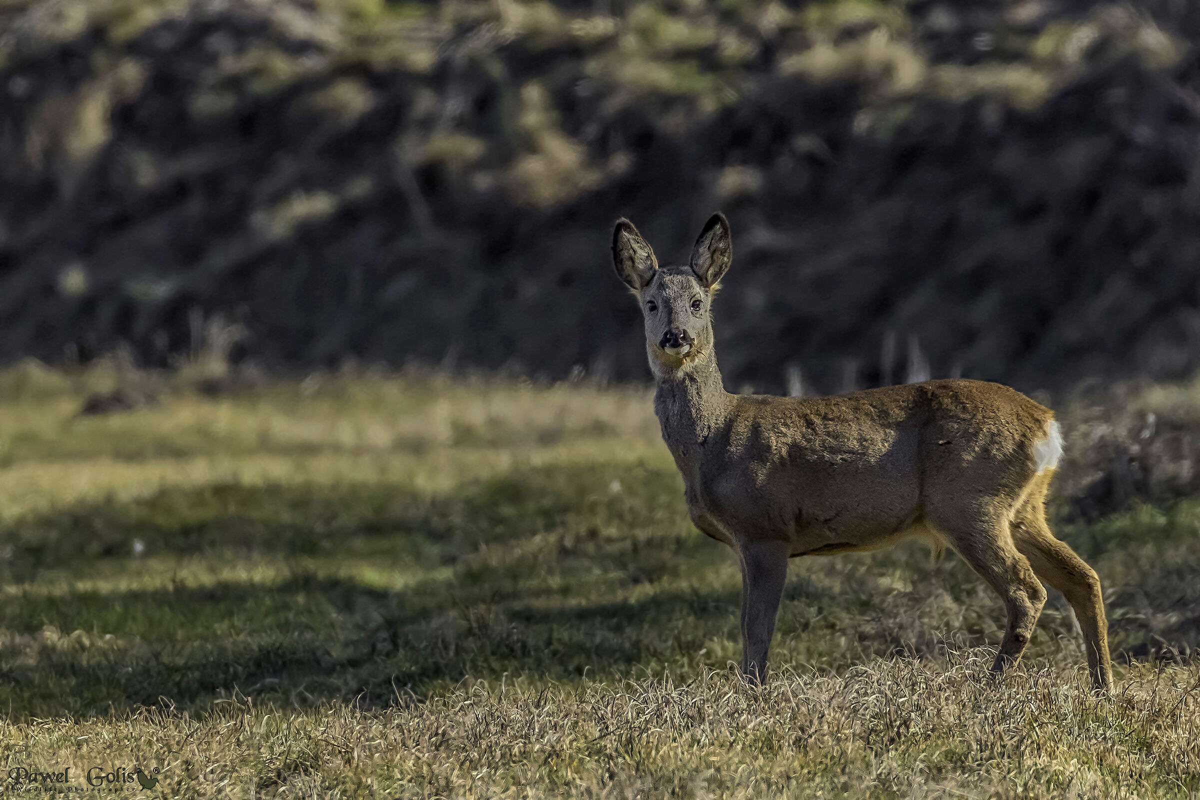 Roe deer (Capreolus capreolus)