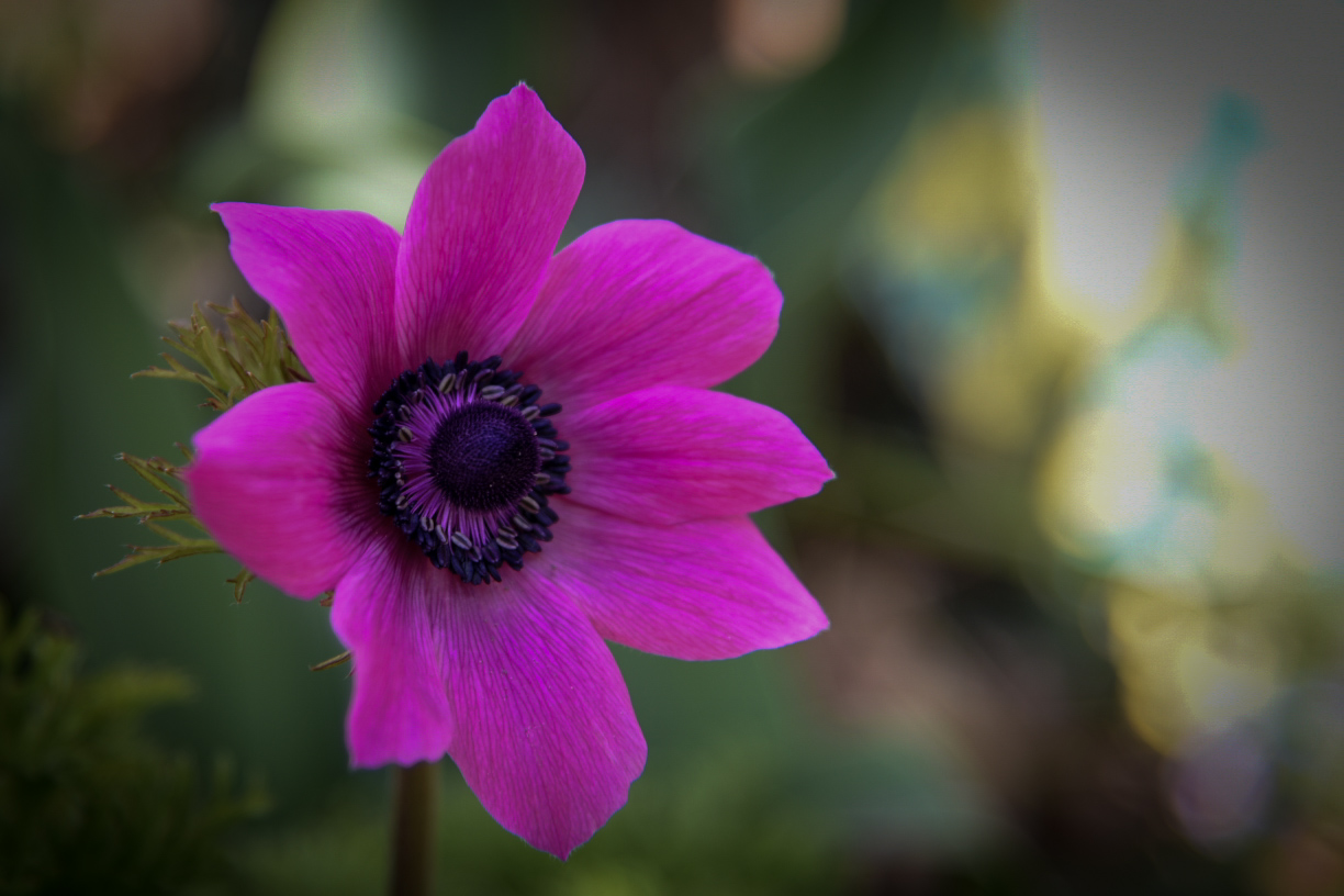 Anemone