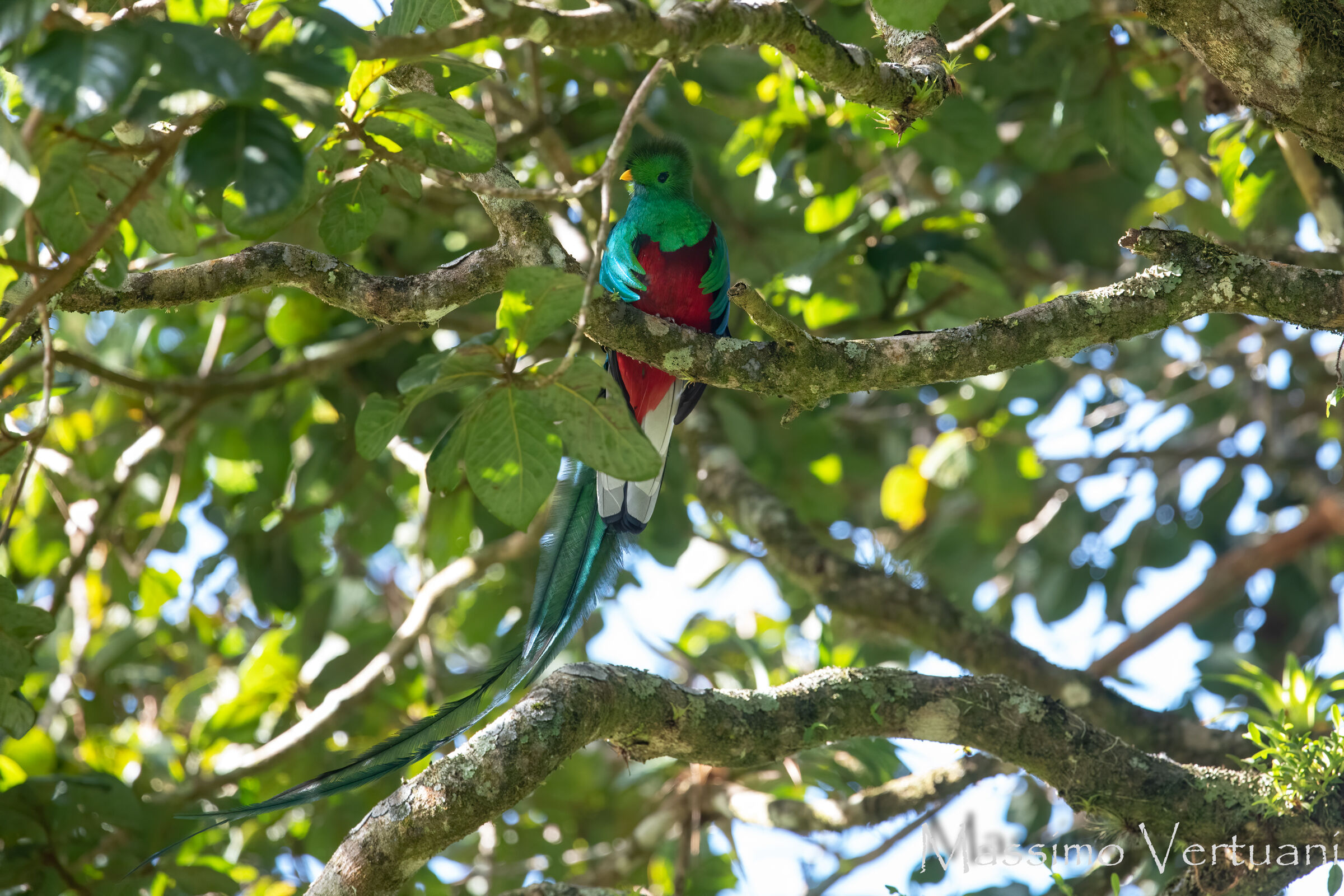 Resplendent Quetzal (Costarica)