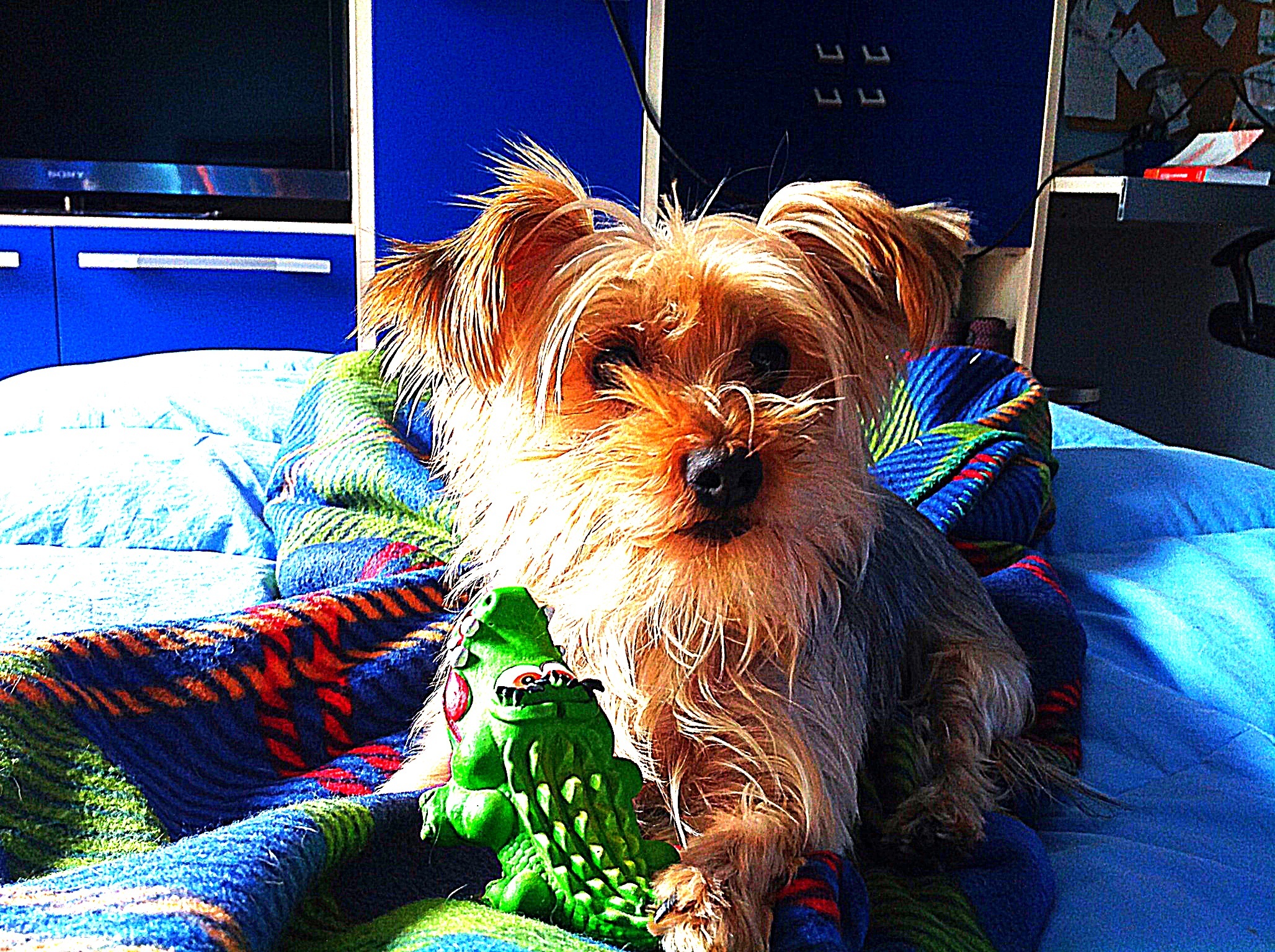 Mi lanci il giochino??