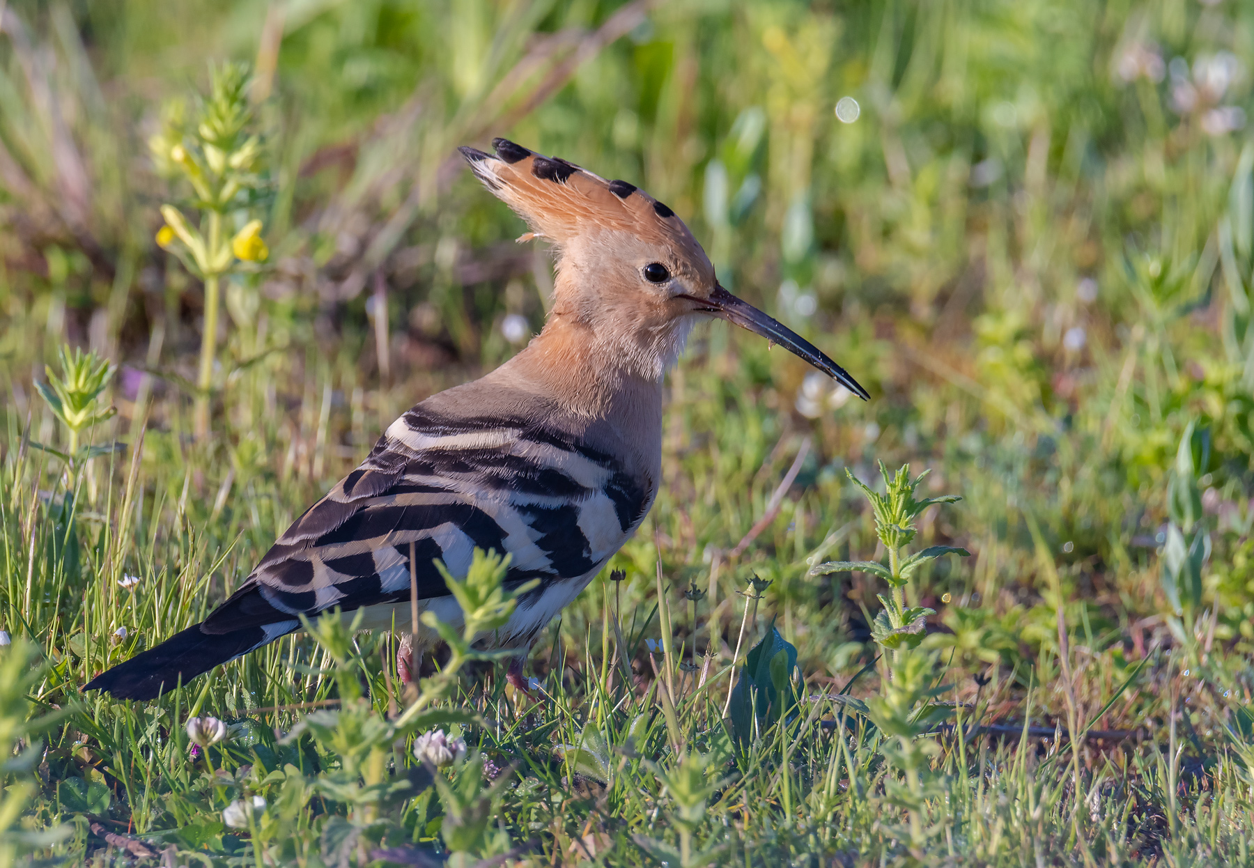 Hoopoe