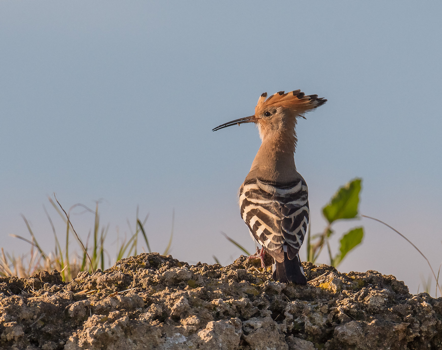 Hoopoe