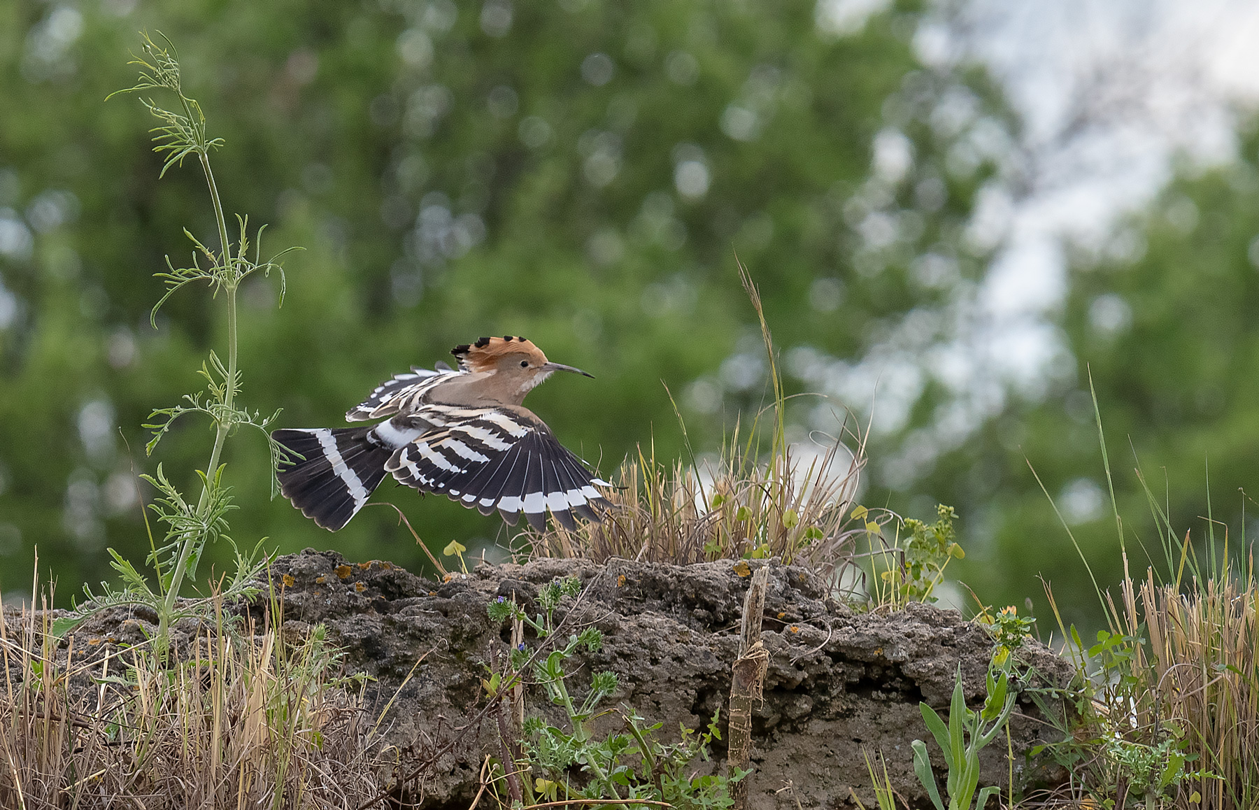 Hoopoe