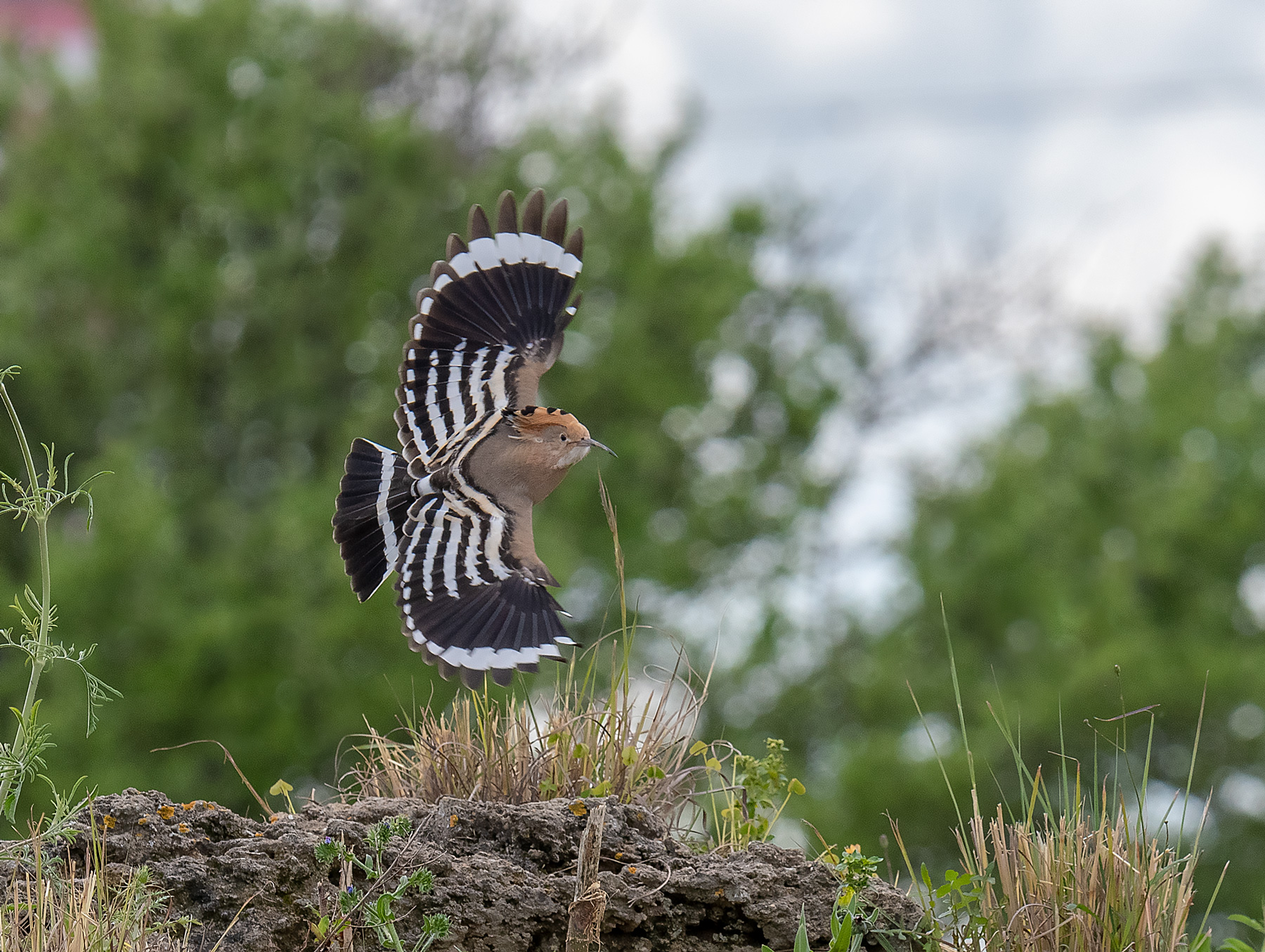 Hoopoe