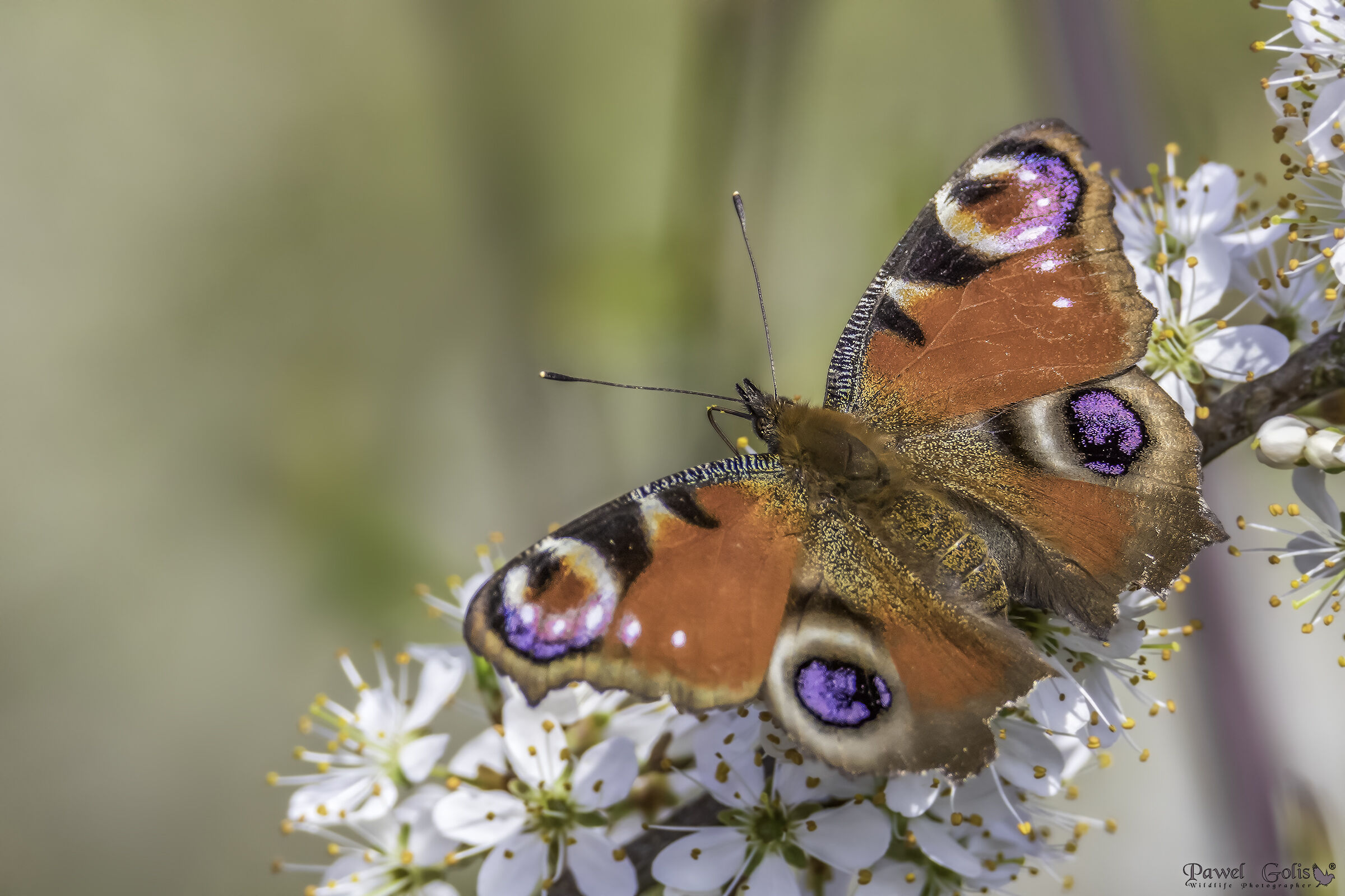 Pavone europeo (Aglais io)