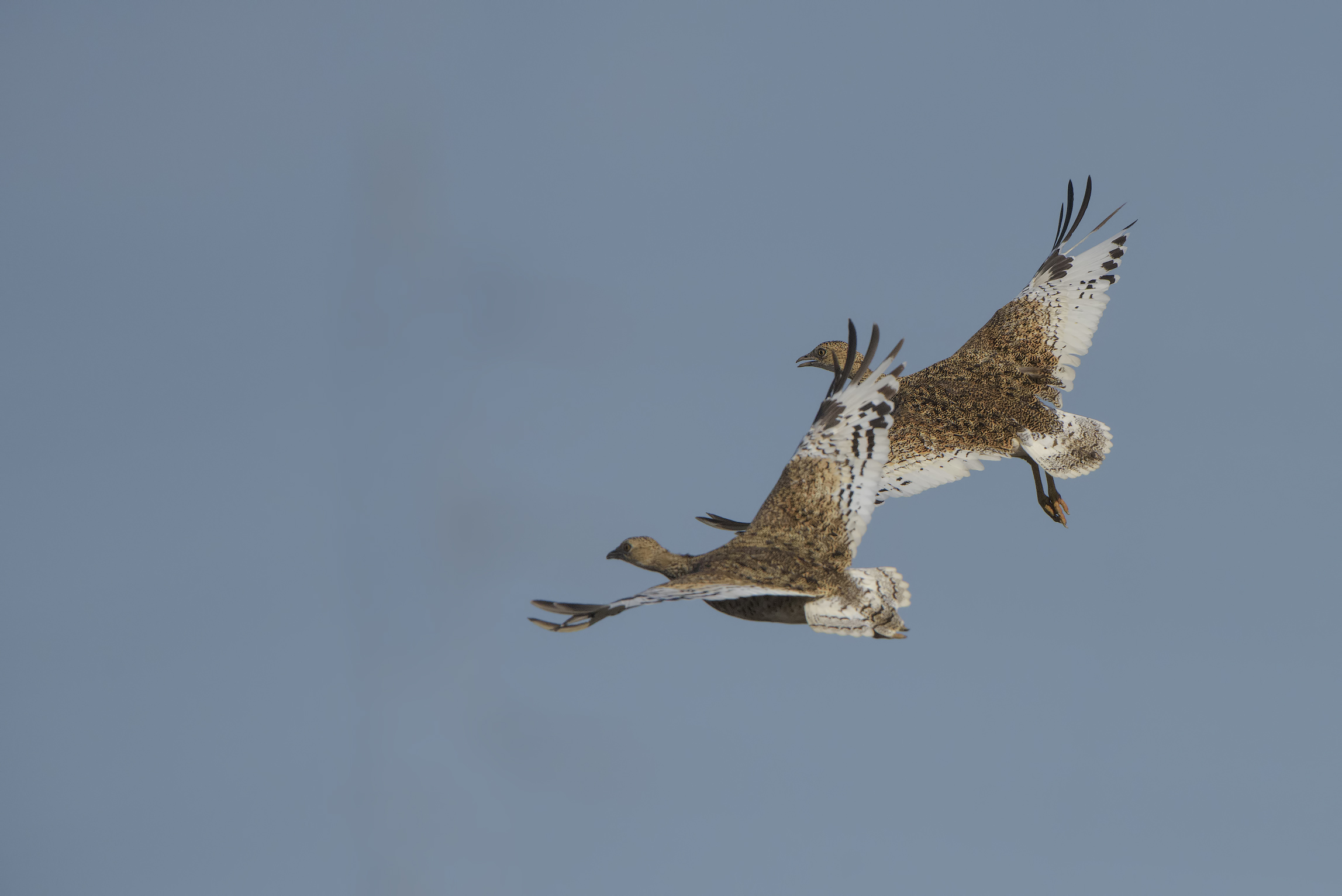 the flight of the prataiole