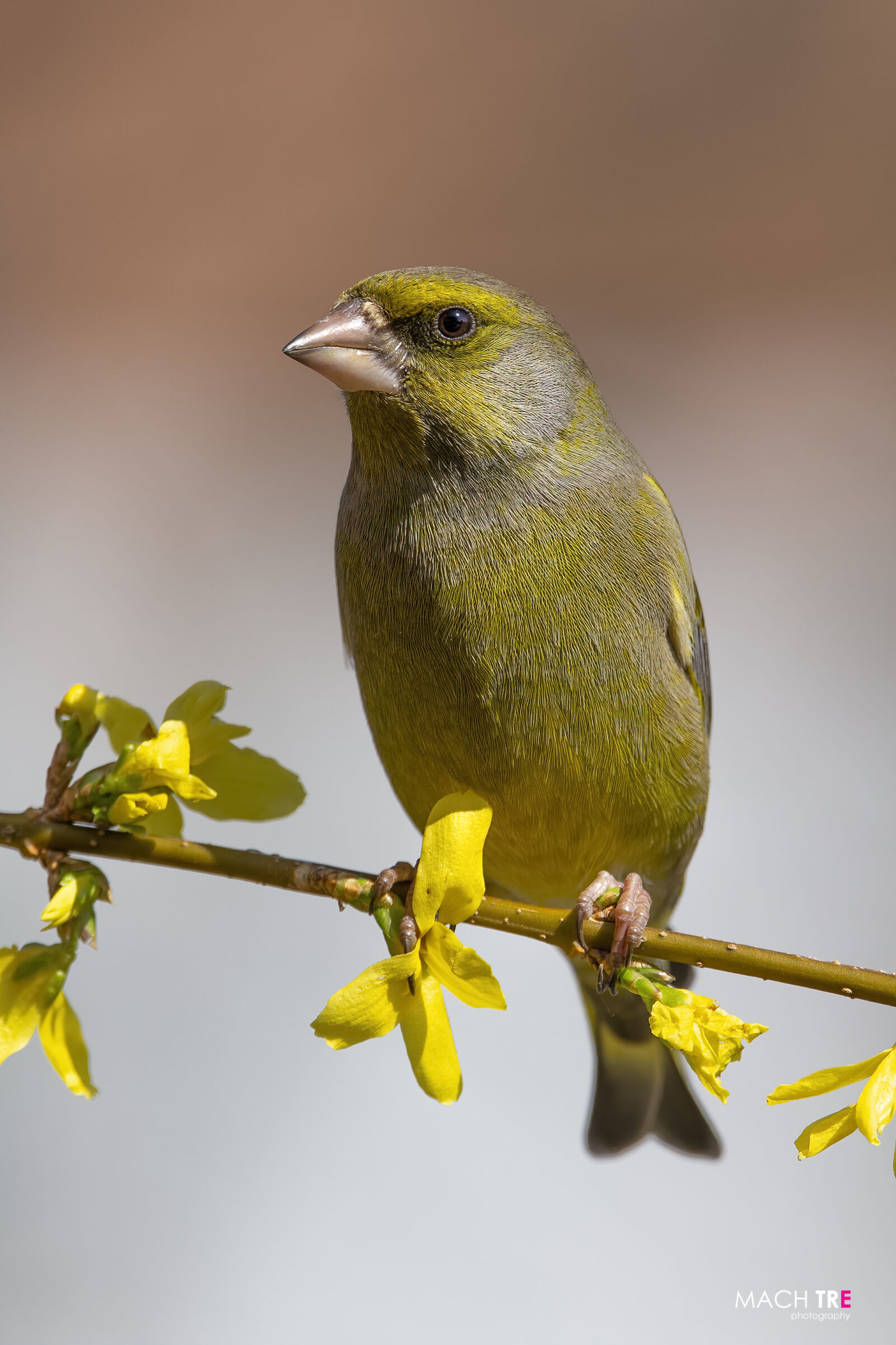 Verdone (Chloris chloris)