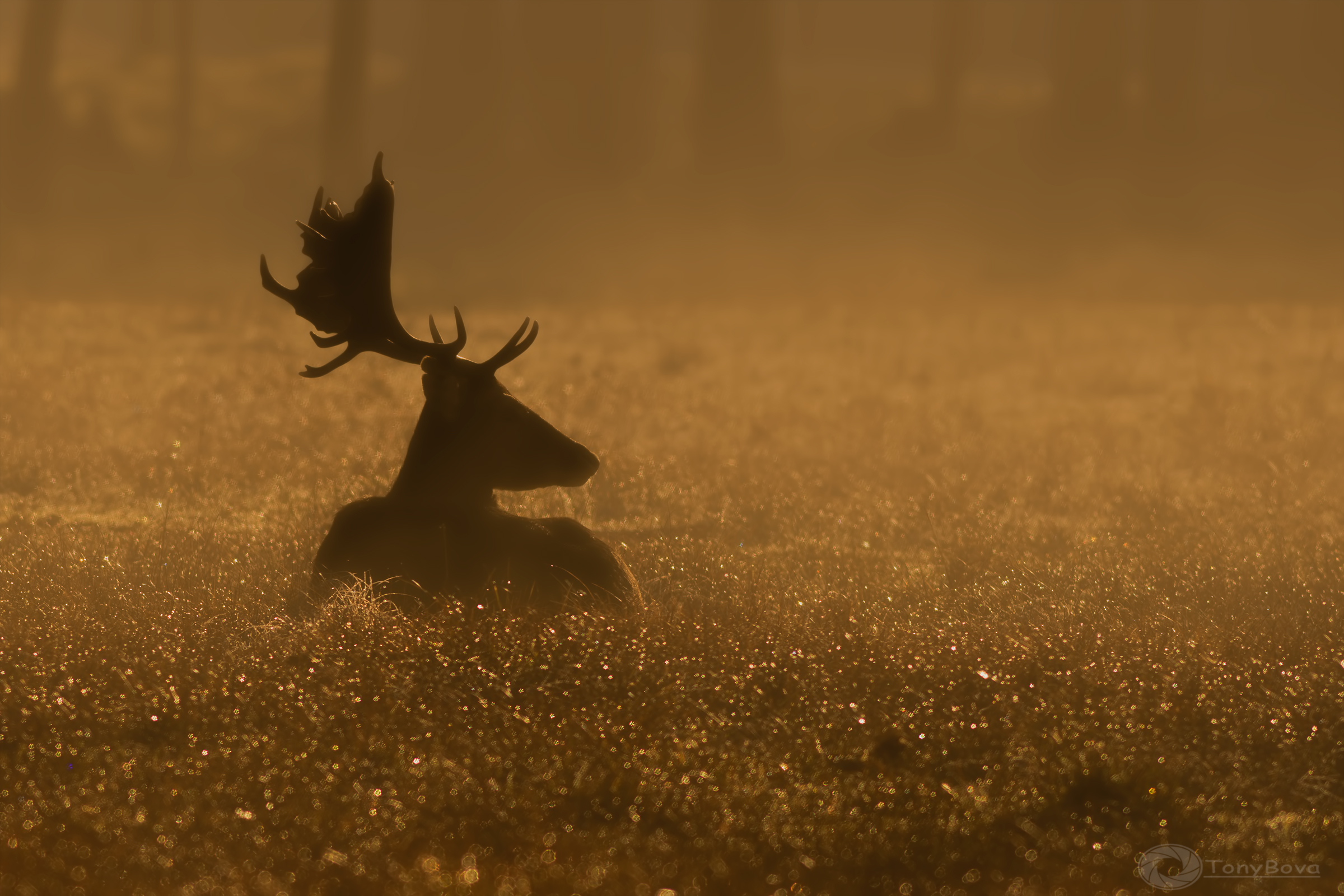 A Daino at dawn ....