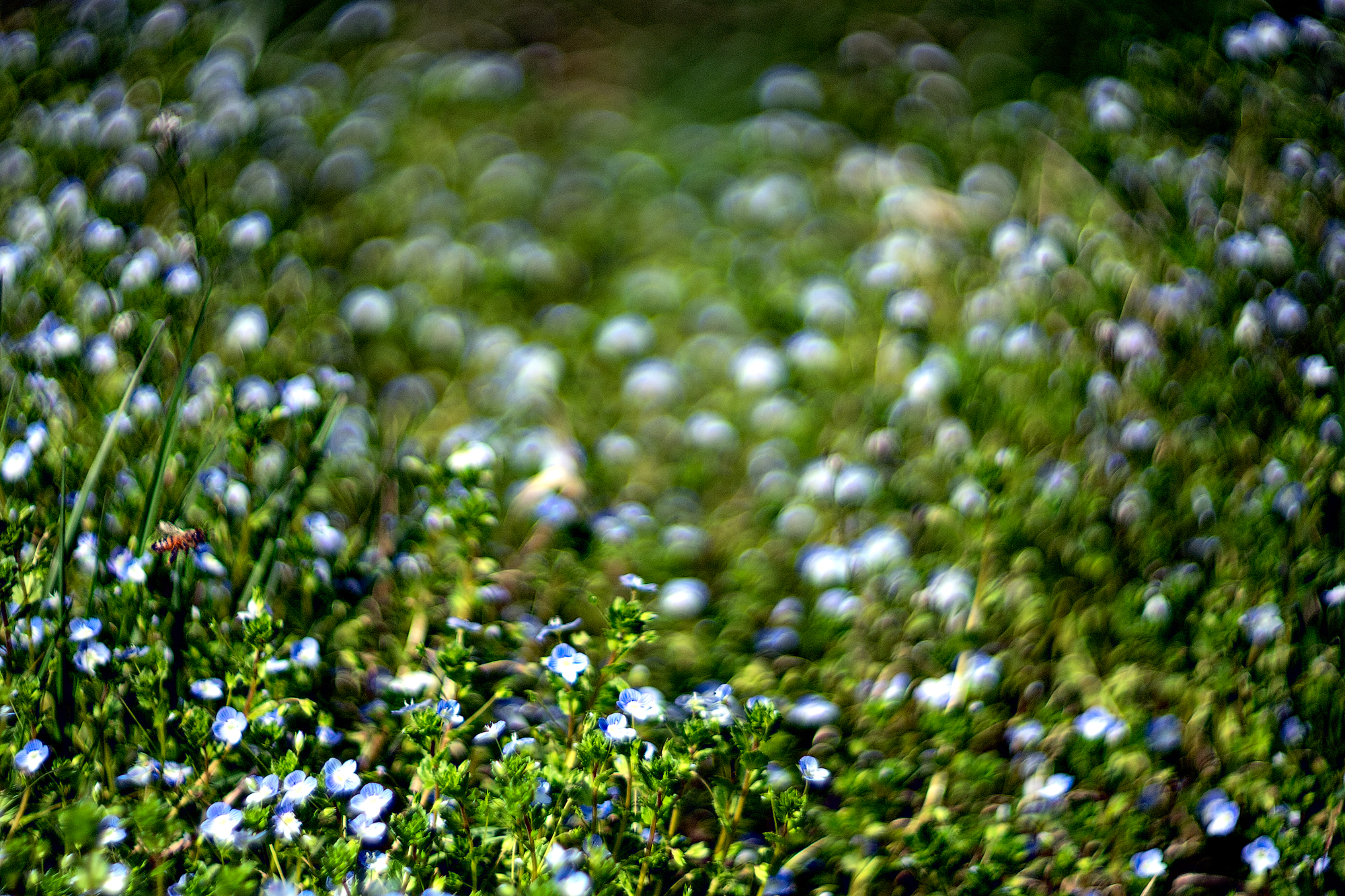Spring 2020 Sony A7II Cyclop f1,5-85mm 1/5000