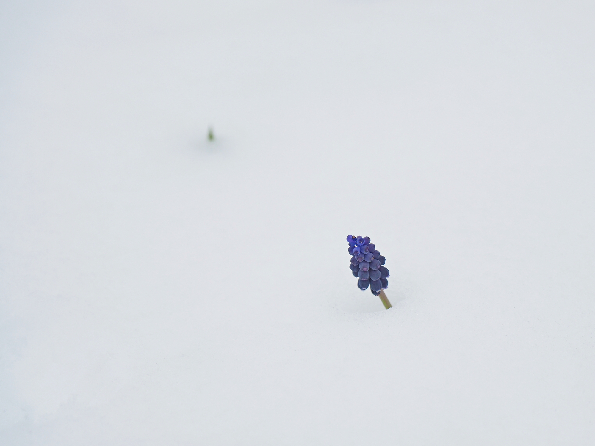 Pan del cucco surgelato