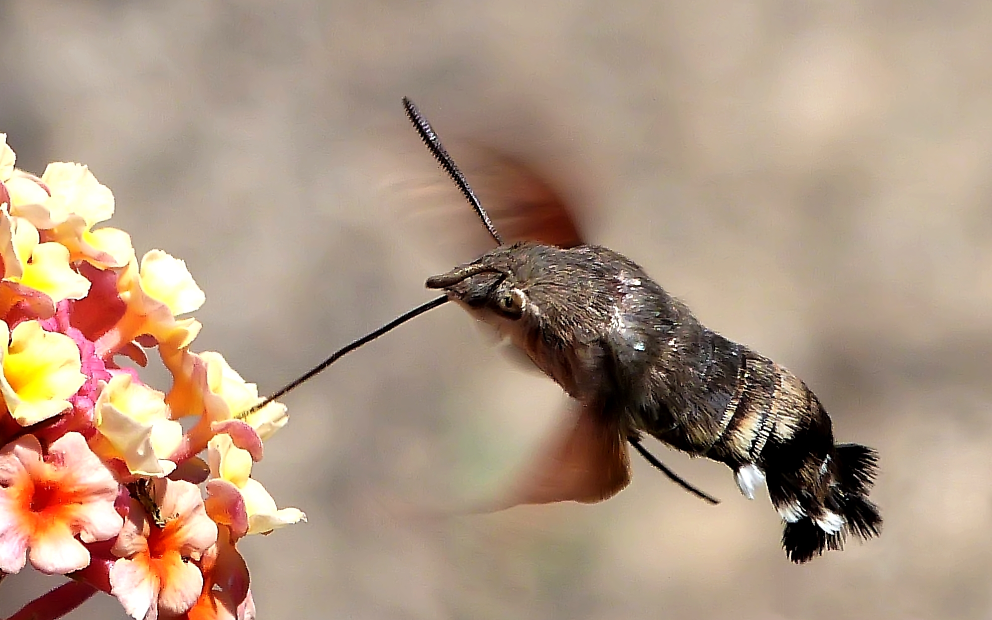 Macroglossum