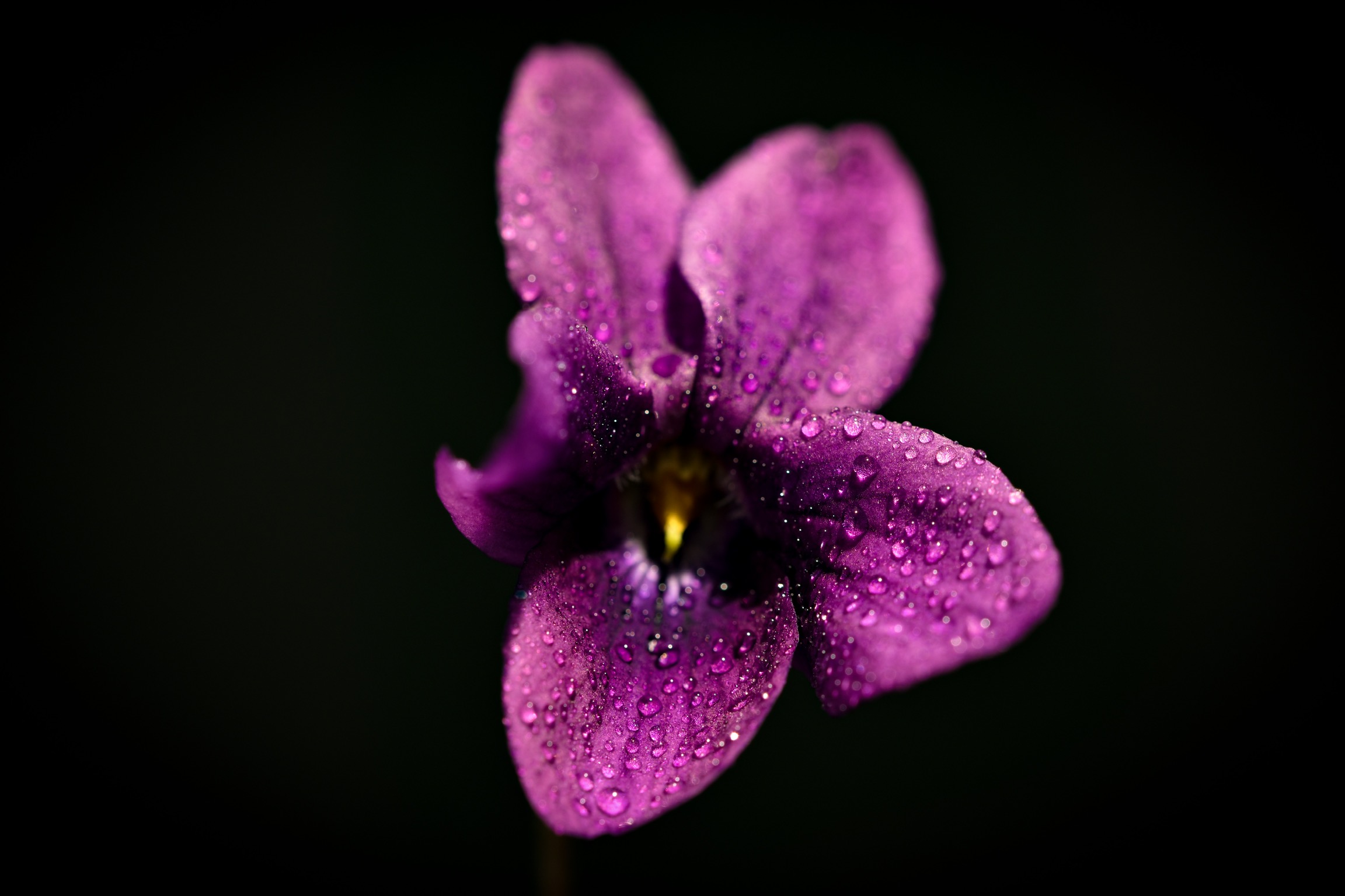 Purple flower