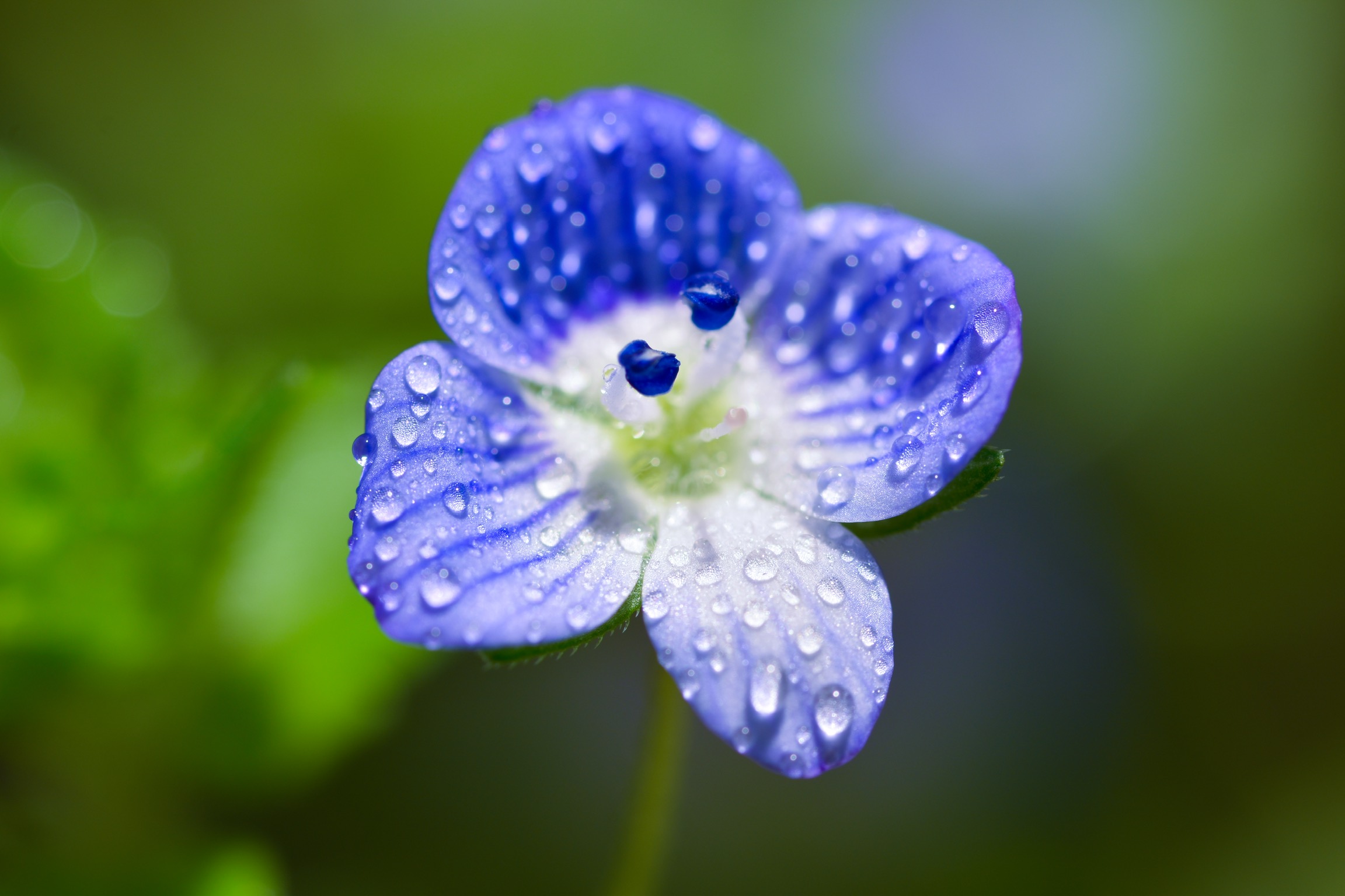 Veronica persica