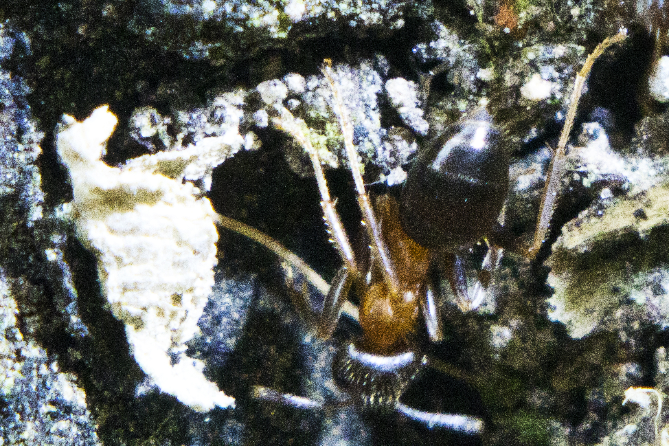 The fork enters his cave