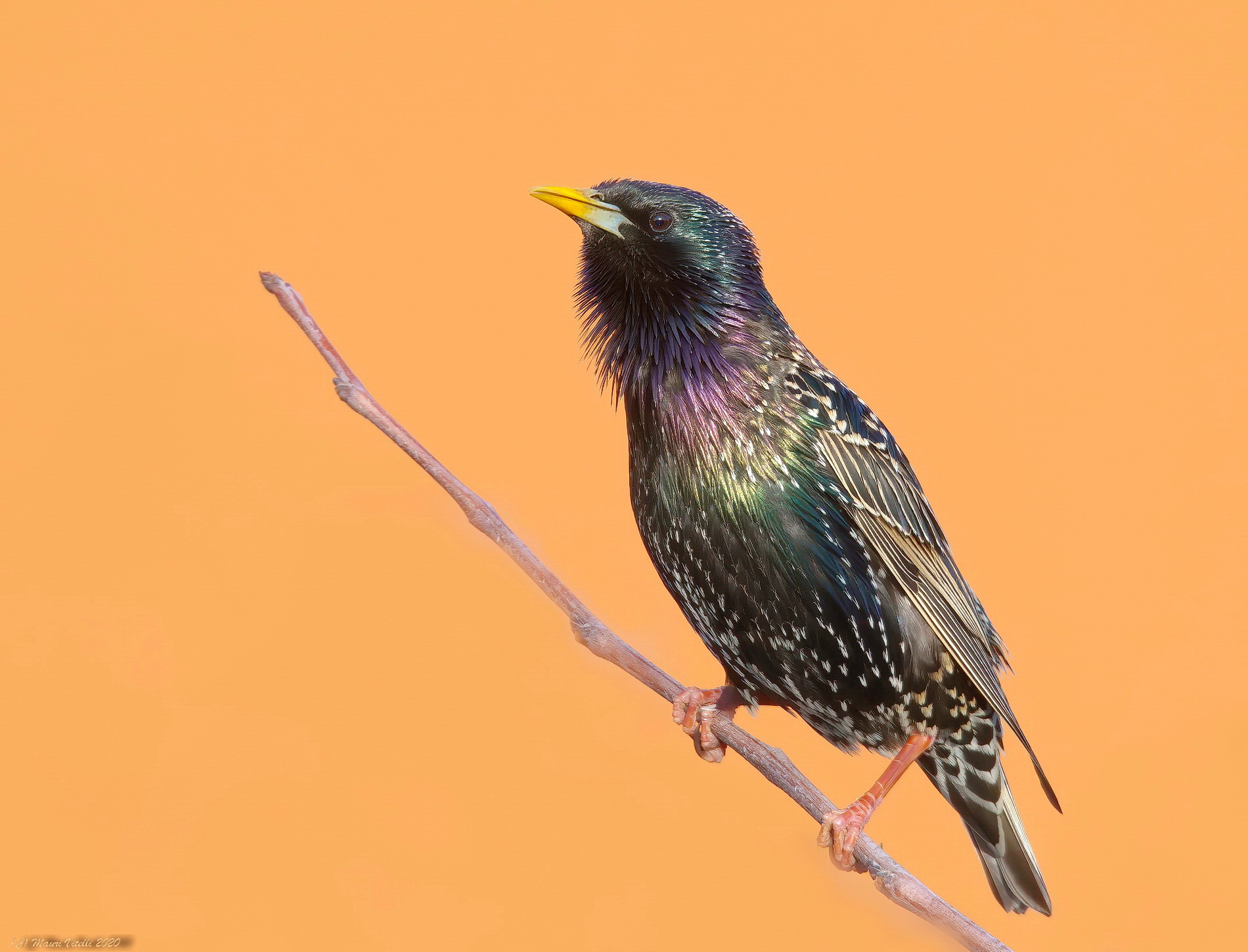 Sturnus vulgaris