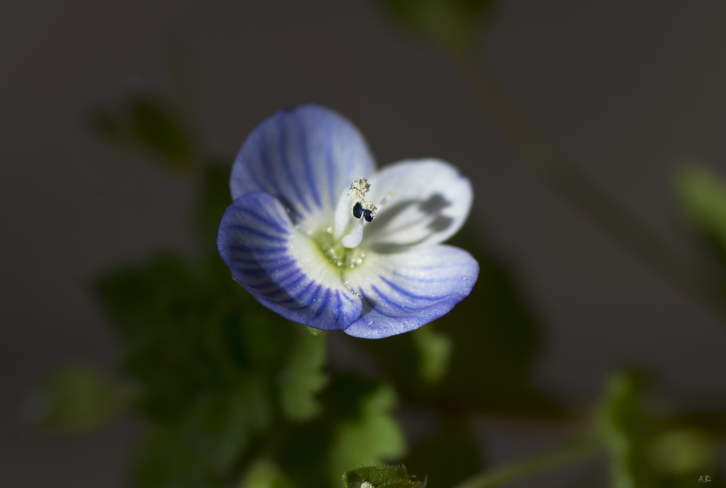The Kiss in the Shadows
