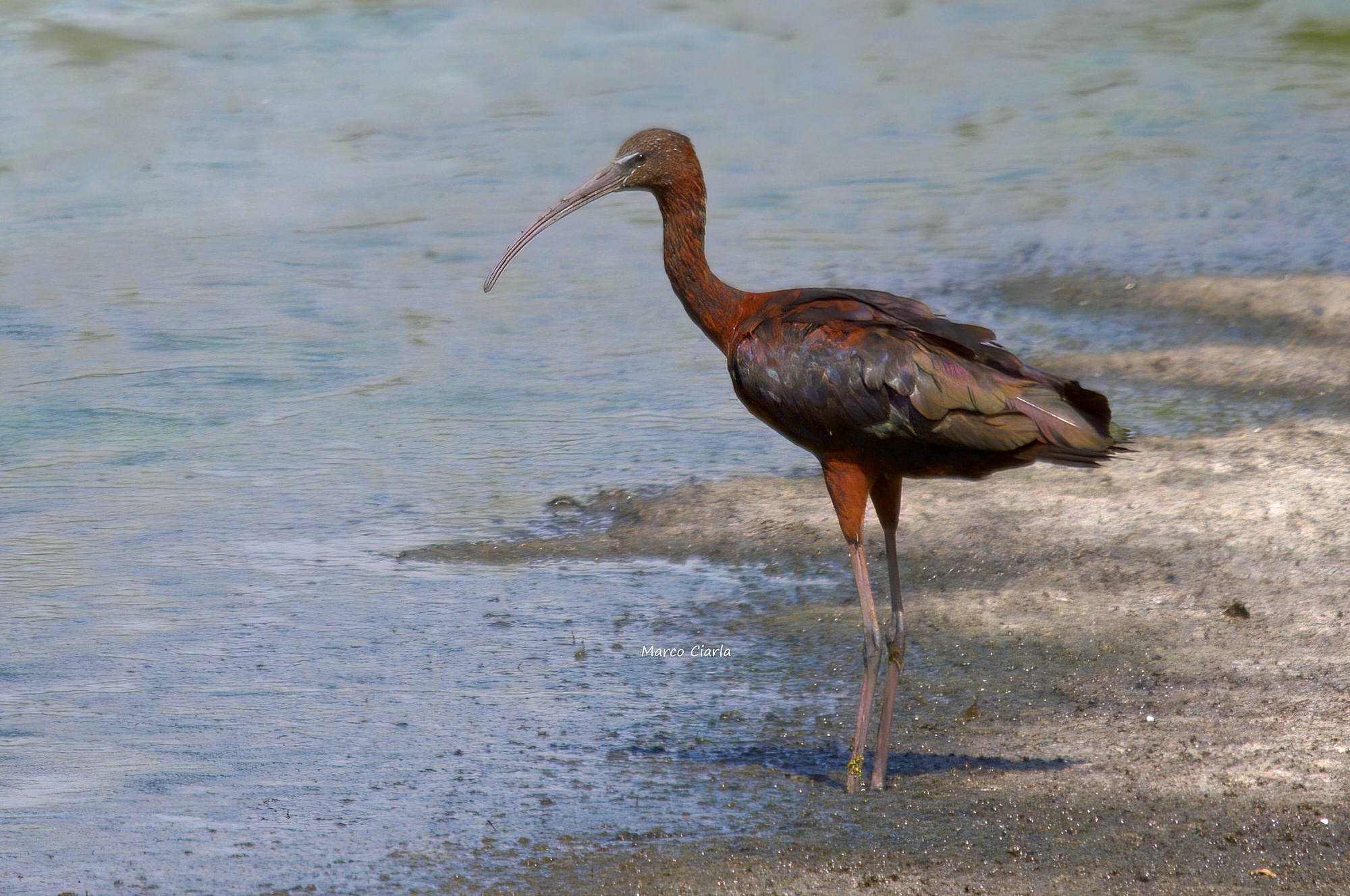 Mignattaio (Plegadis falcinellus )