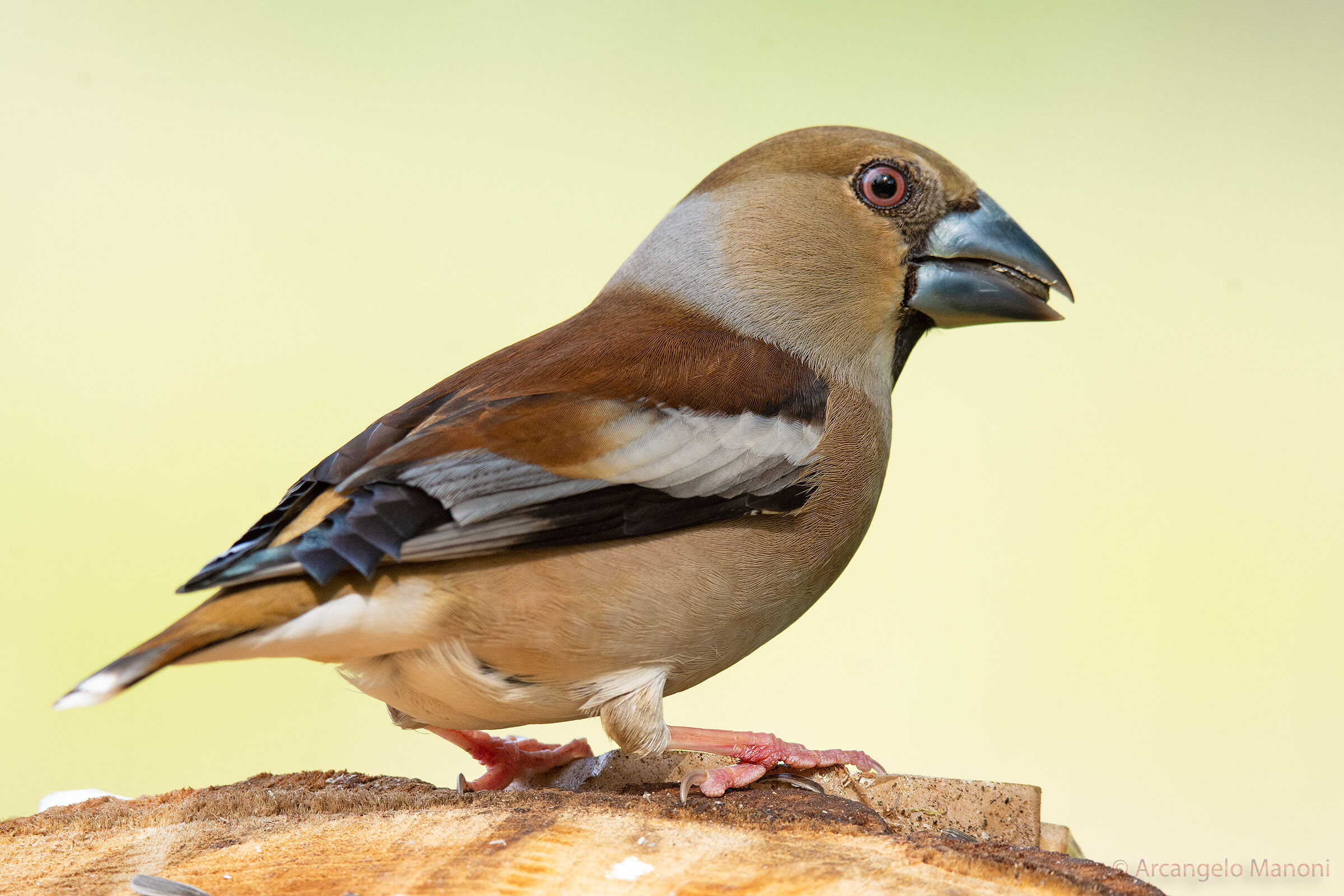 Il mio amico frosone