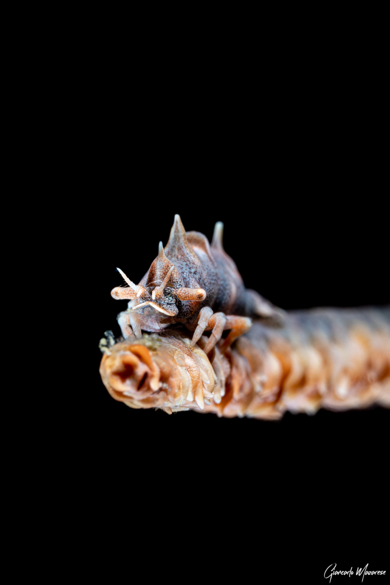 Miropandalus hardingi