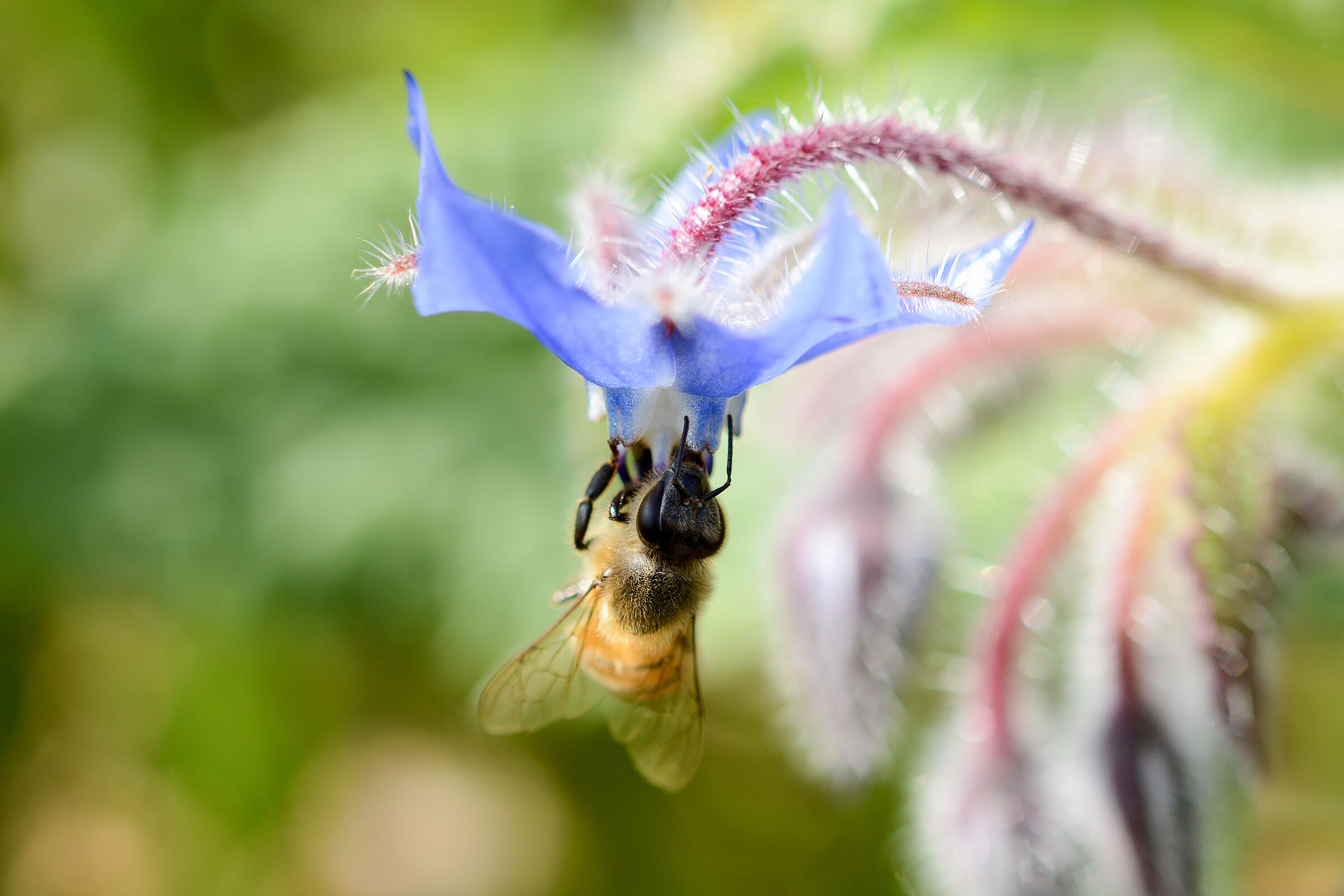 Bee on Borago officinalis