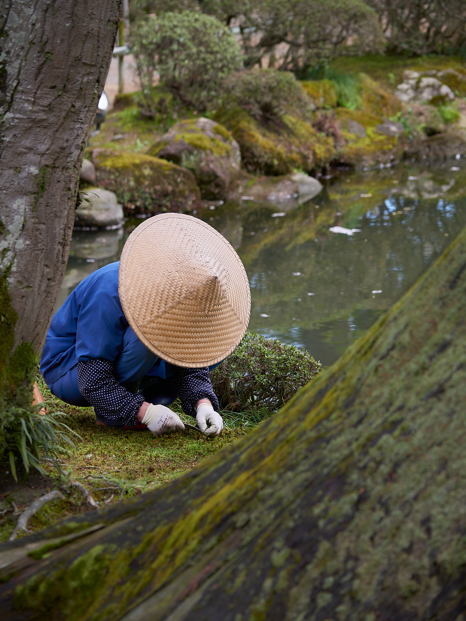 Pettinare il muschio
