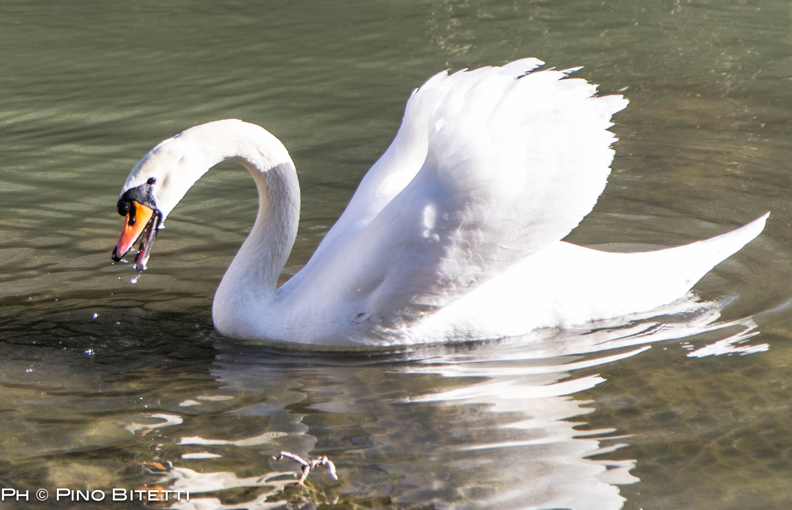 Mute Swan
