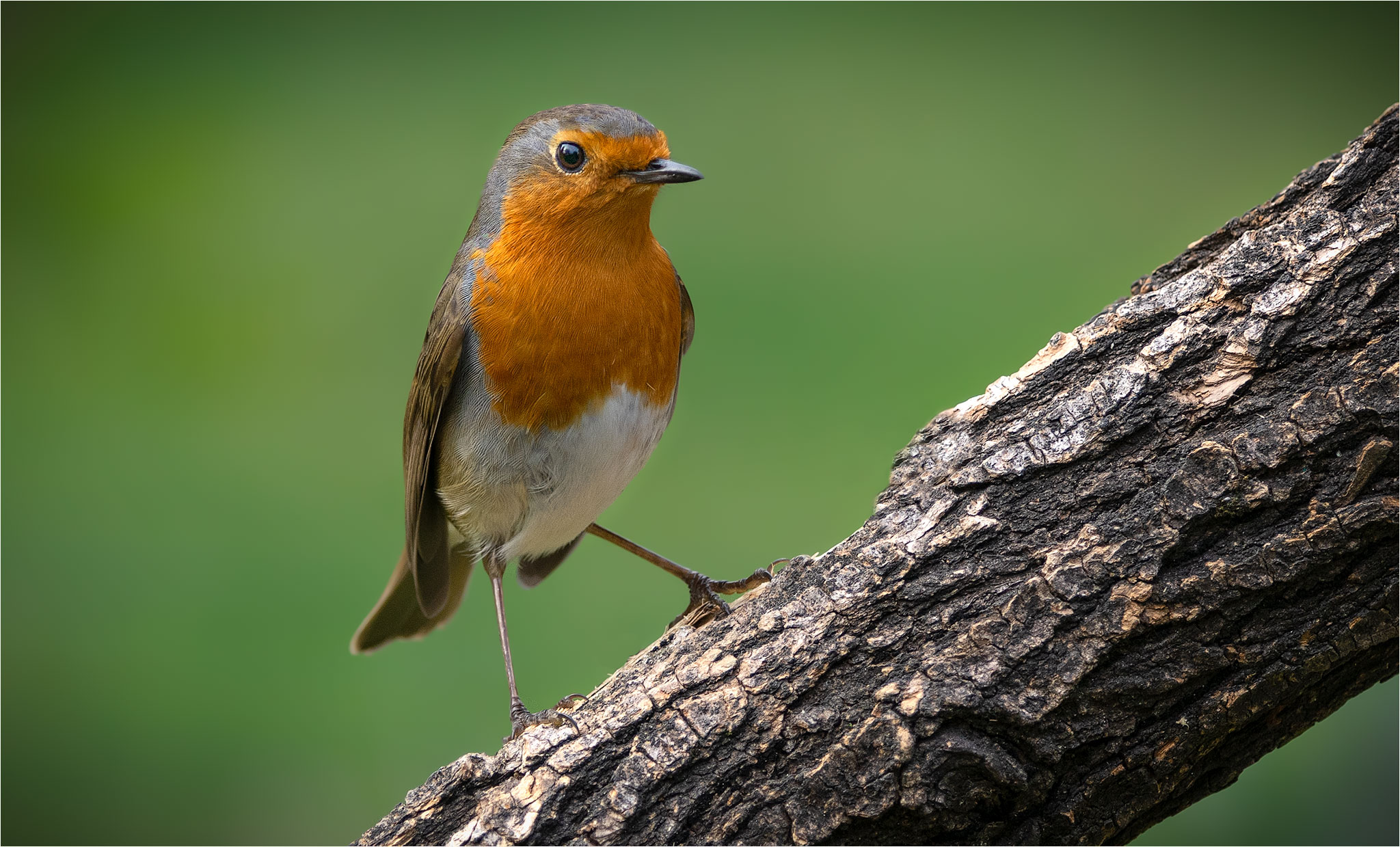 Robin 27-03-2020
