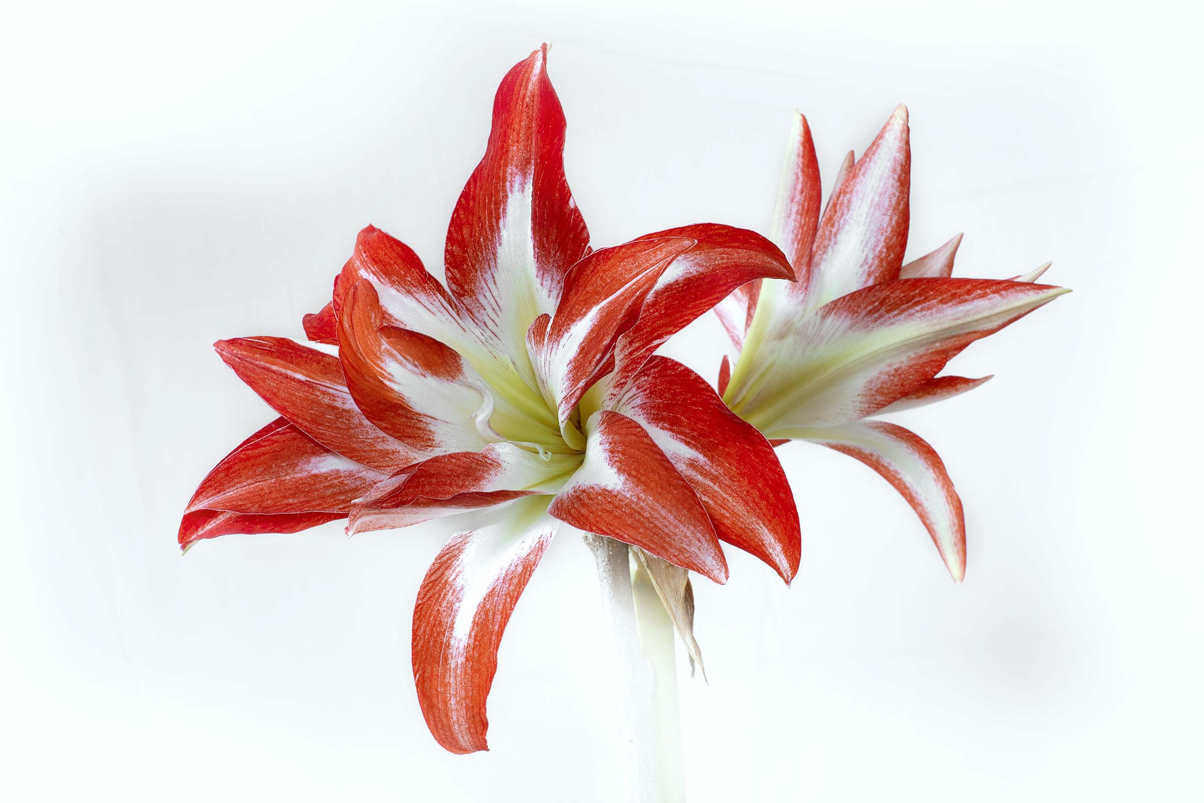 Amaryllis