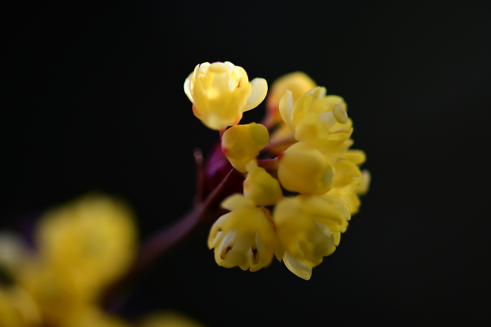 Japonica Mahonia