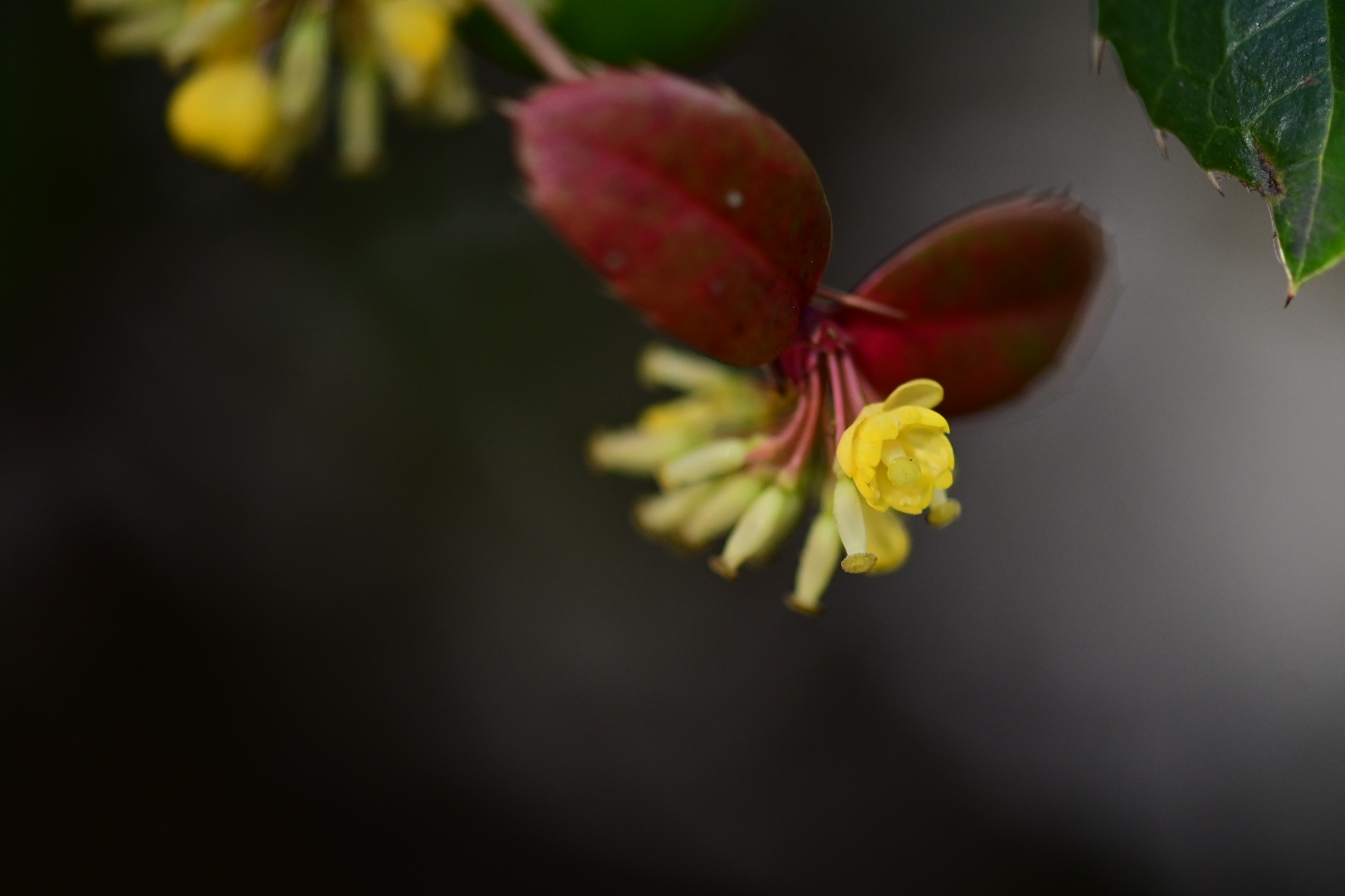 Japonica Mahonia