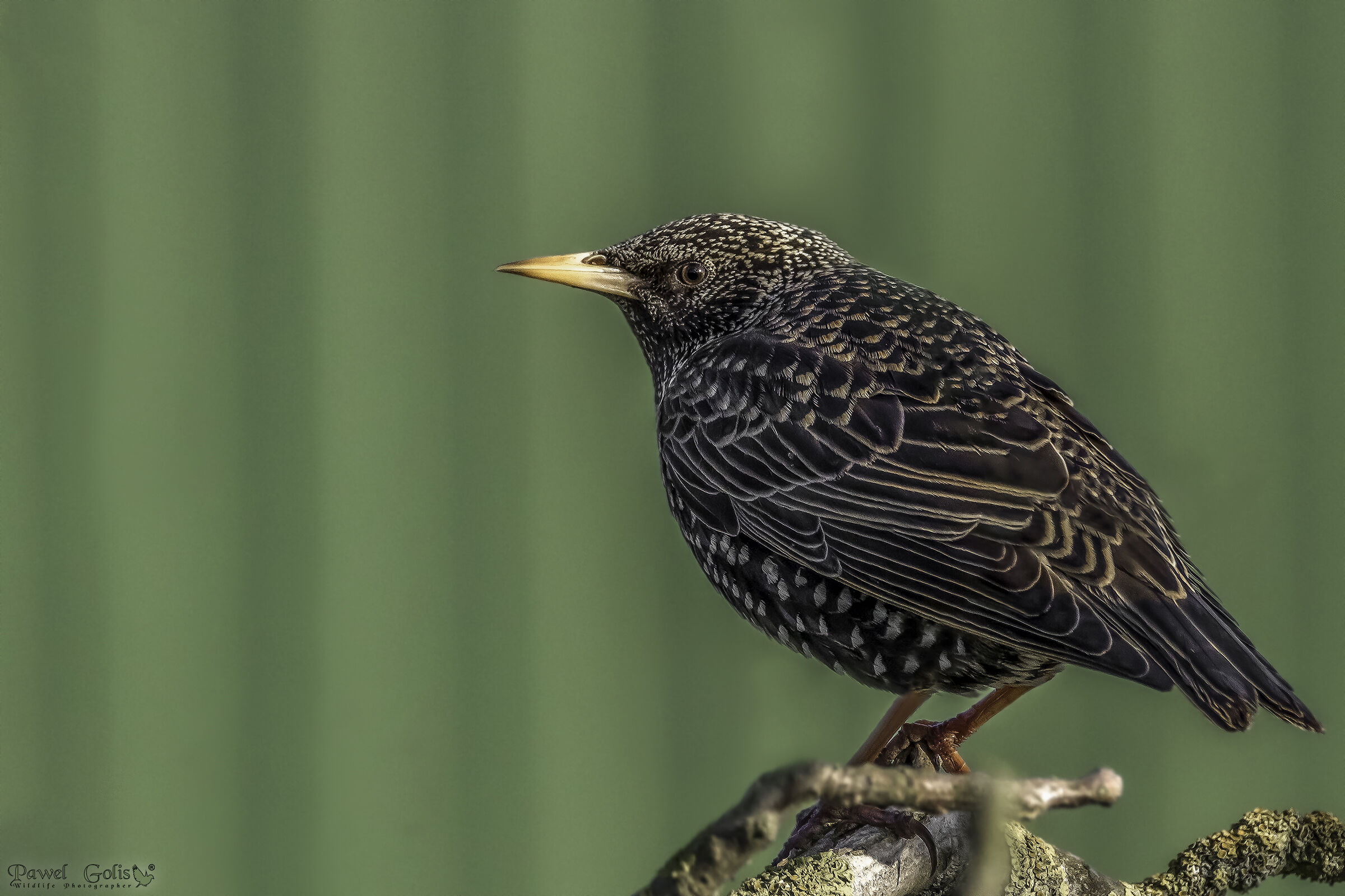 Sturnus vulgaris (Sturnus vulgaris)