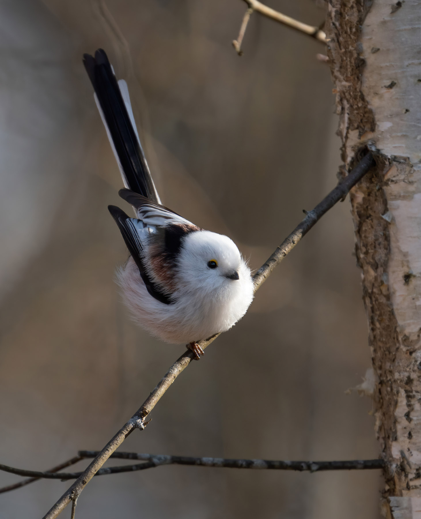 Tit dalla coda lunga