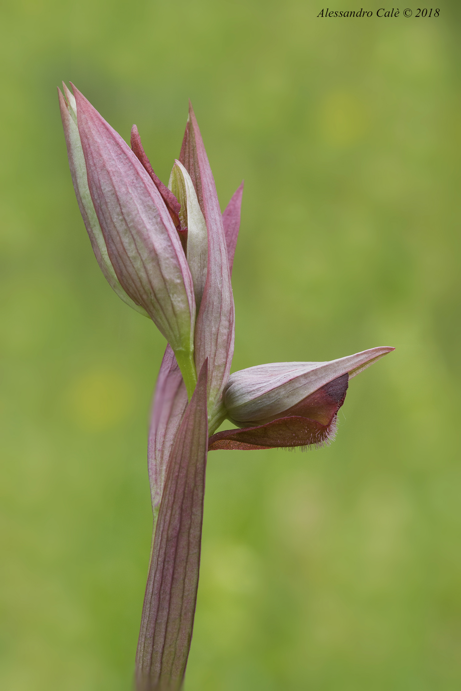 Serapias vomeracea (Serapide maggiore) 8340