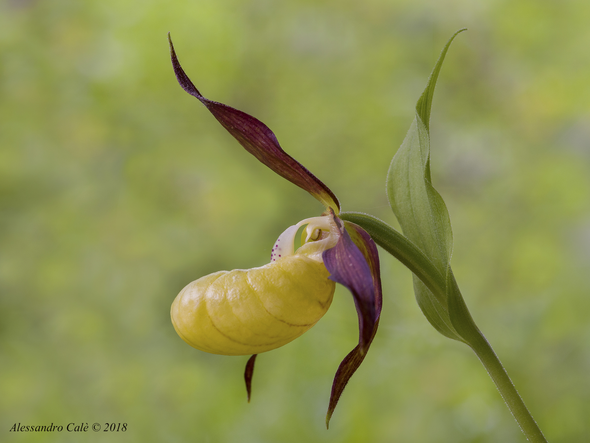 Cypripedium calceolus 9264