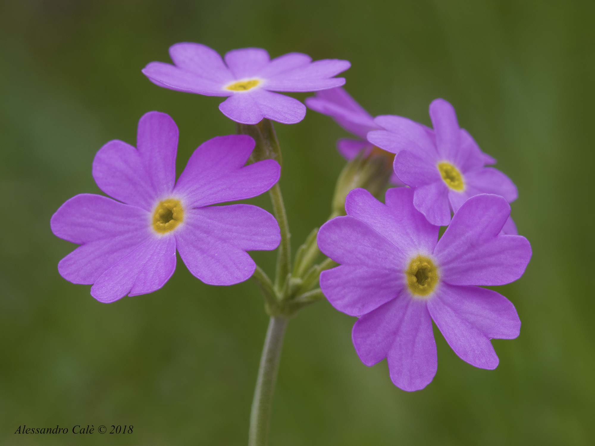 Primula farinosa 8108
