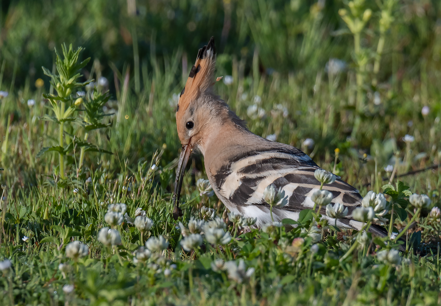 Hoopoe