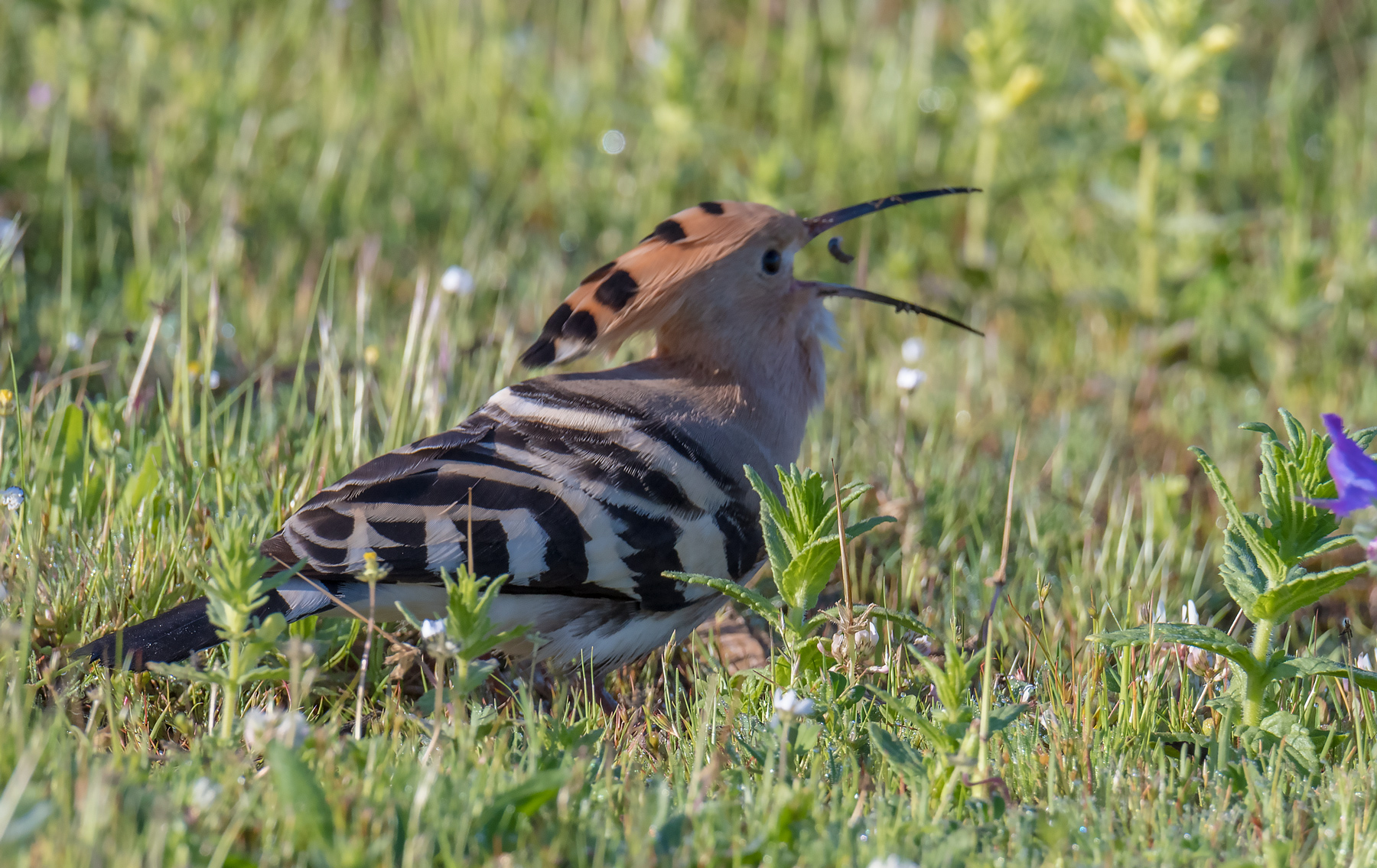 Hoopoe