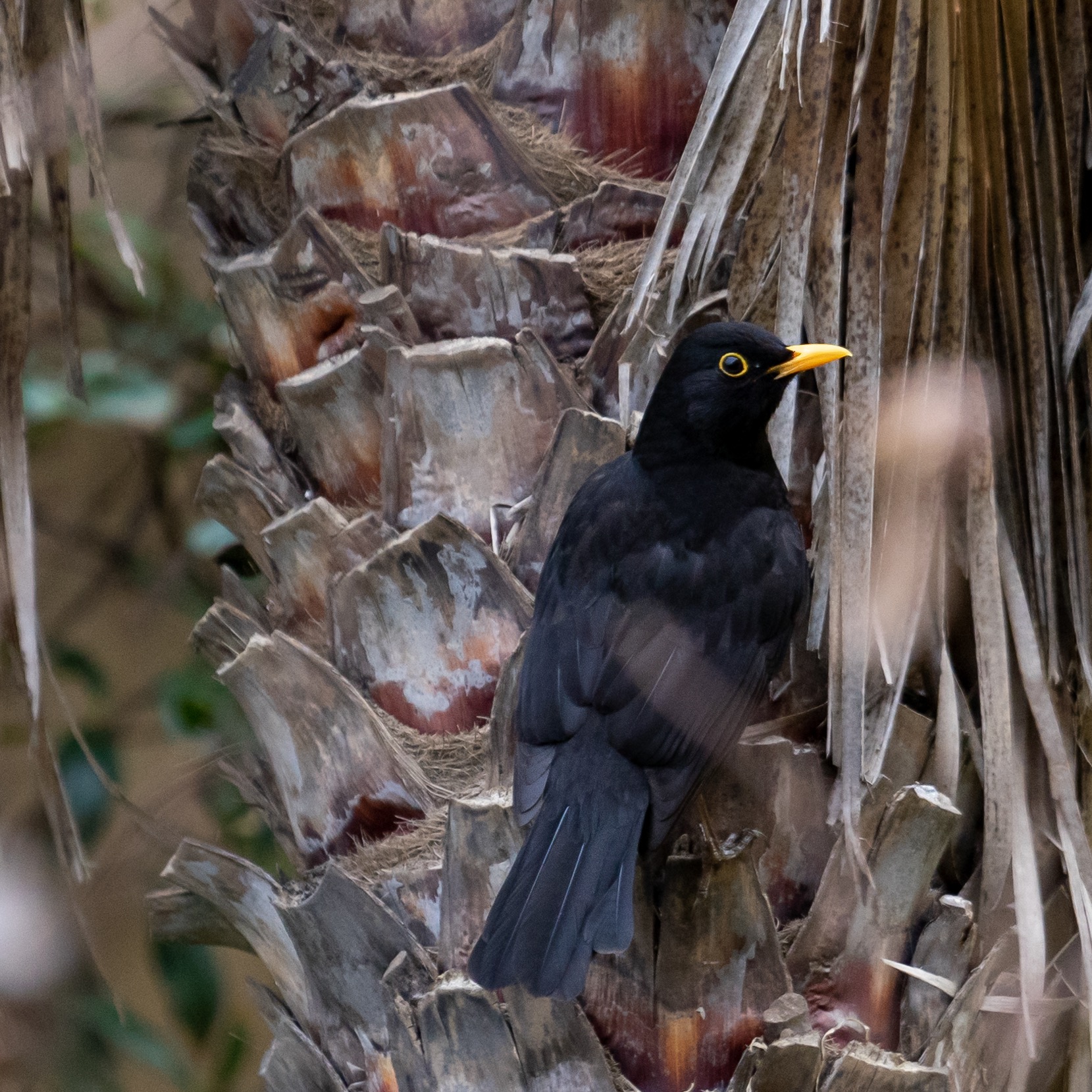 bird on the palm tree