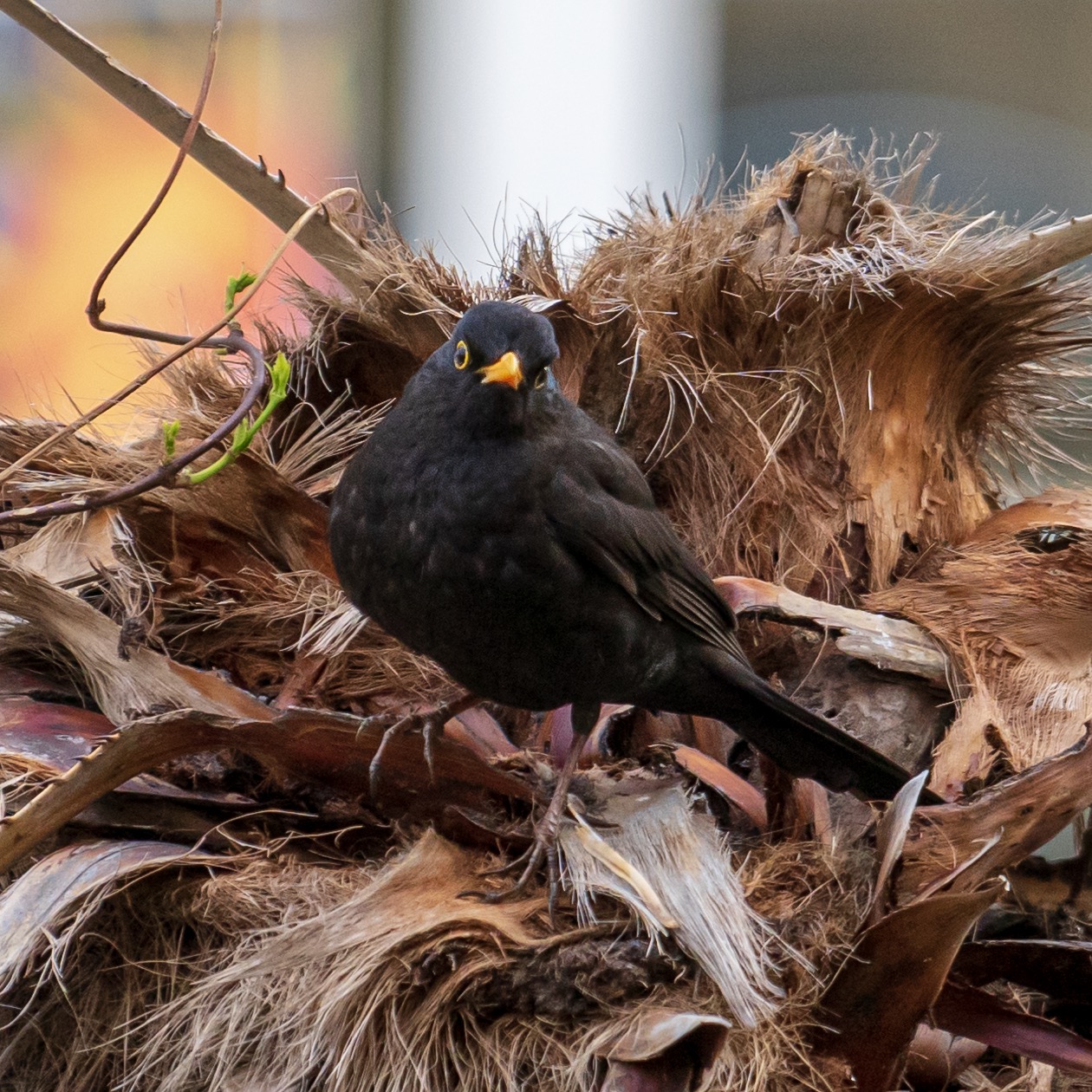 bird on the palm tree