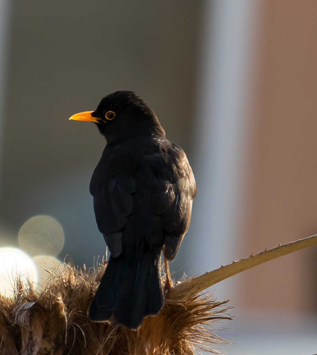 bird on the palm tree