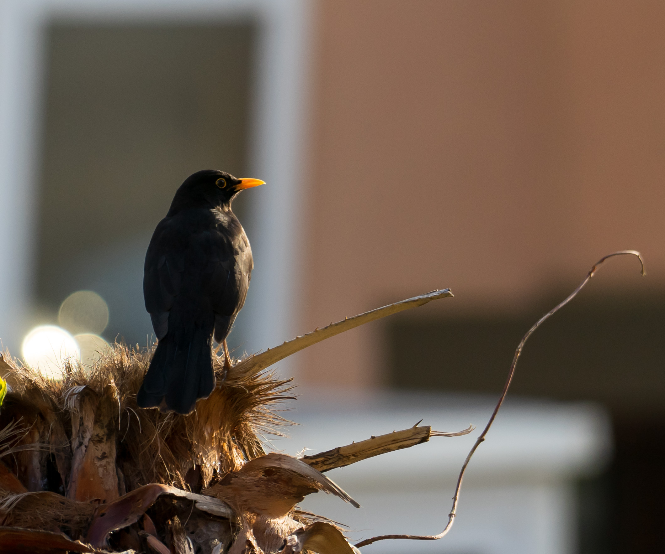 bird on the palm tree