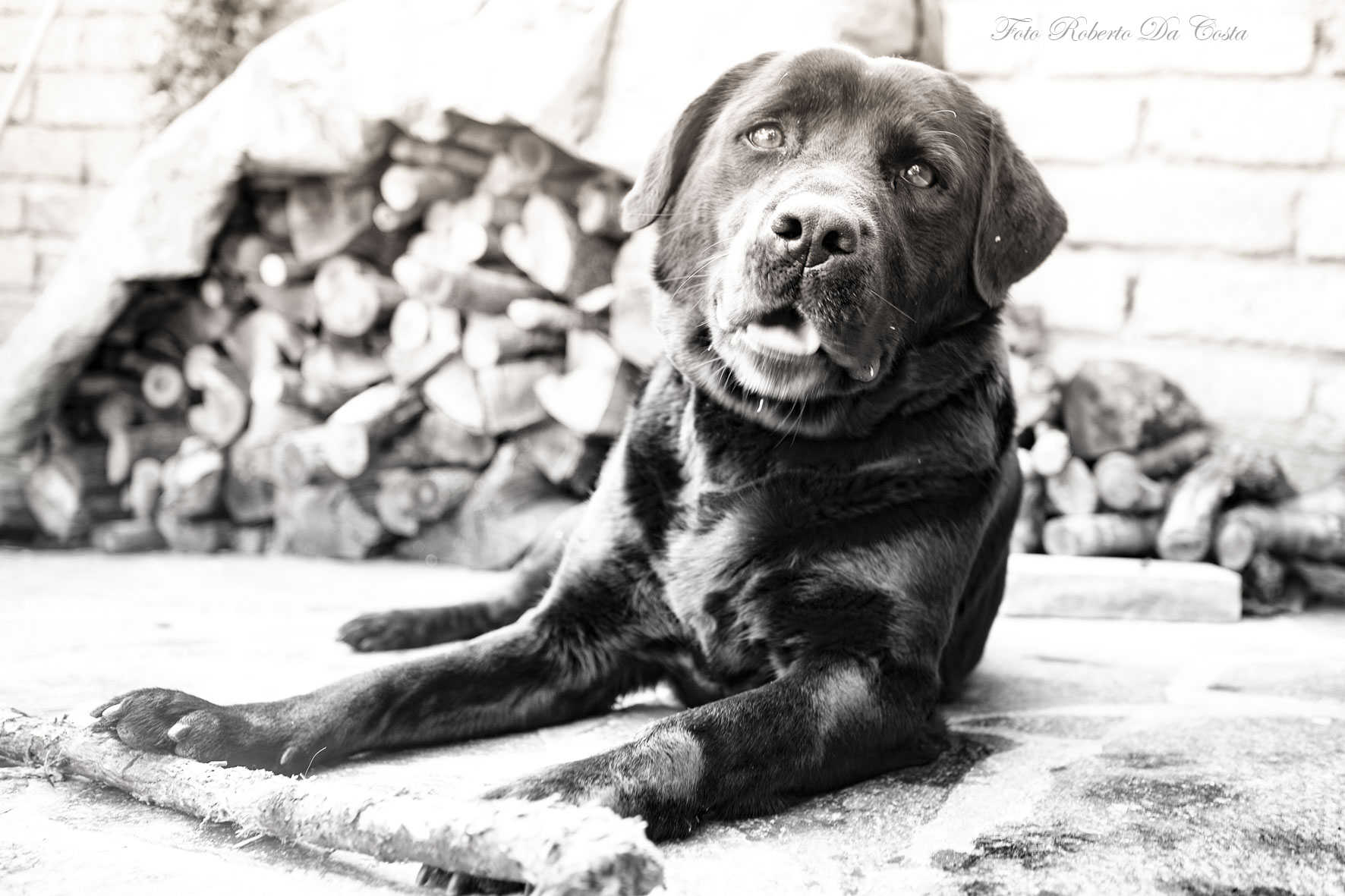 Labrador Black My Love
