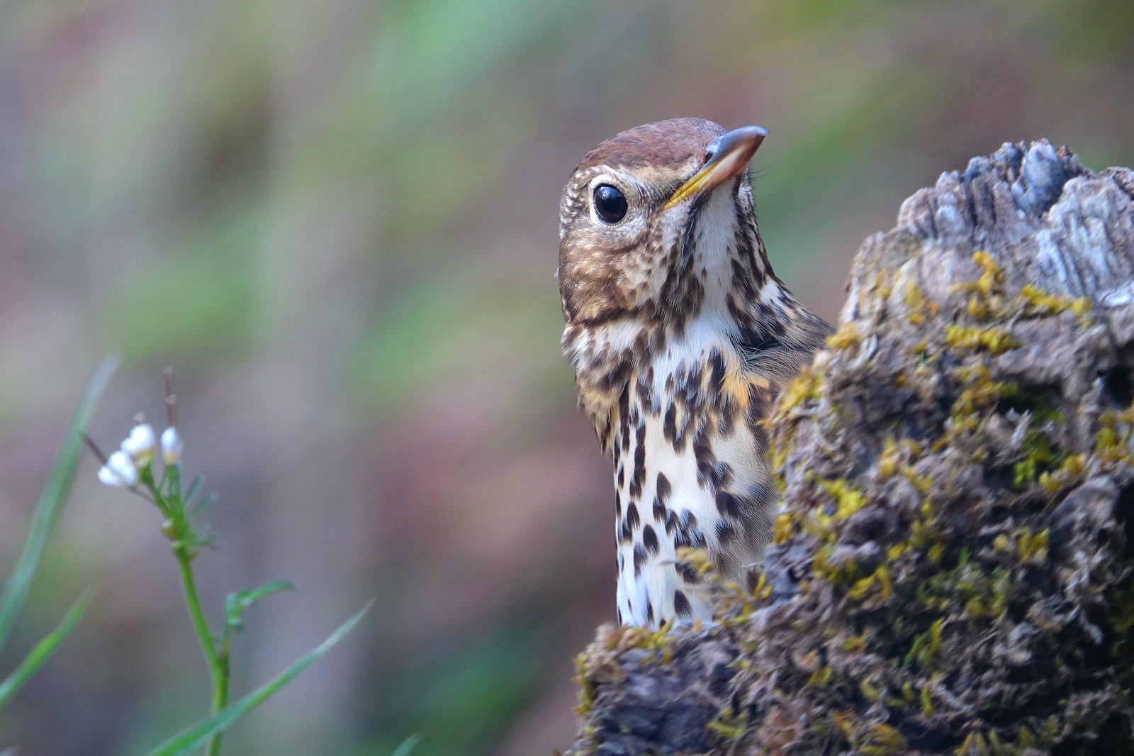 Curious Thrush
