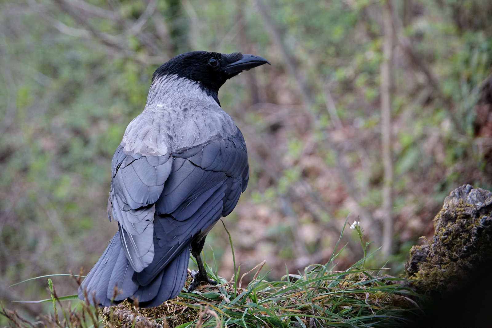 Crow