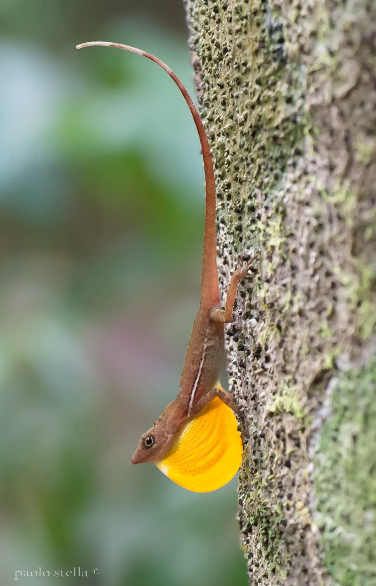 lizard showing his dewlap