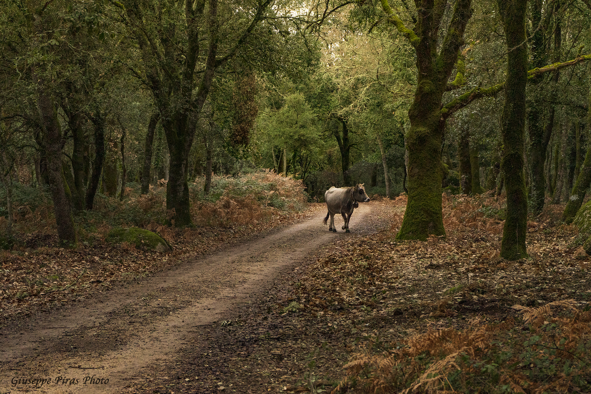 Passeggiando nel bosco