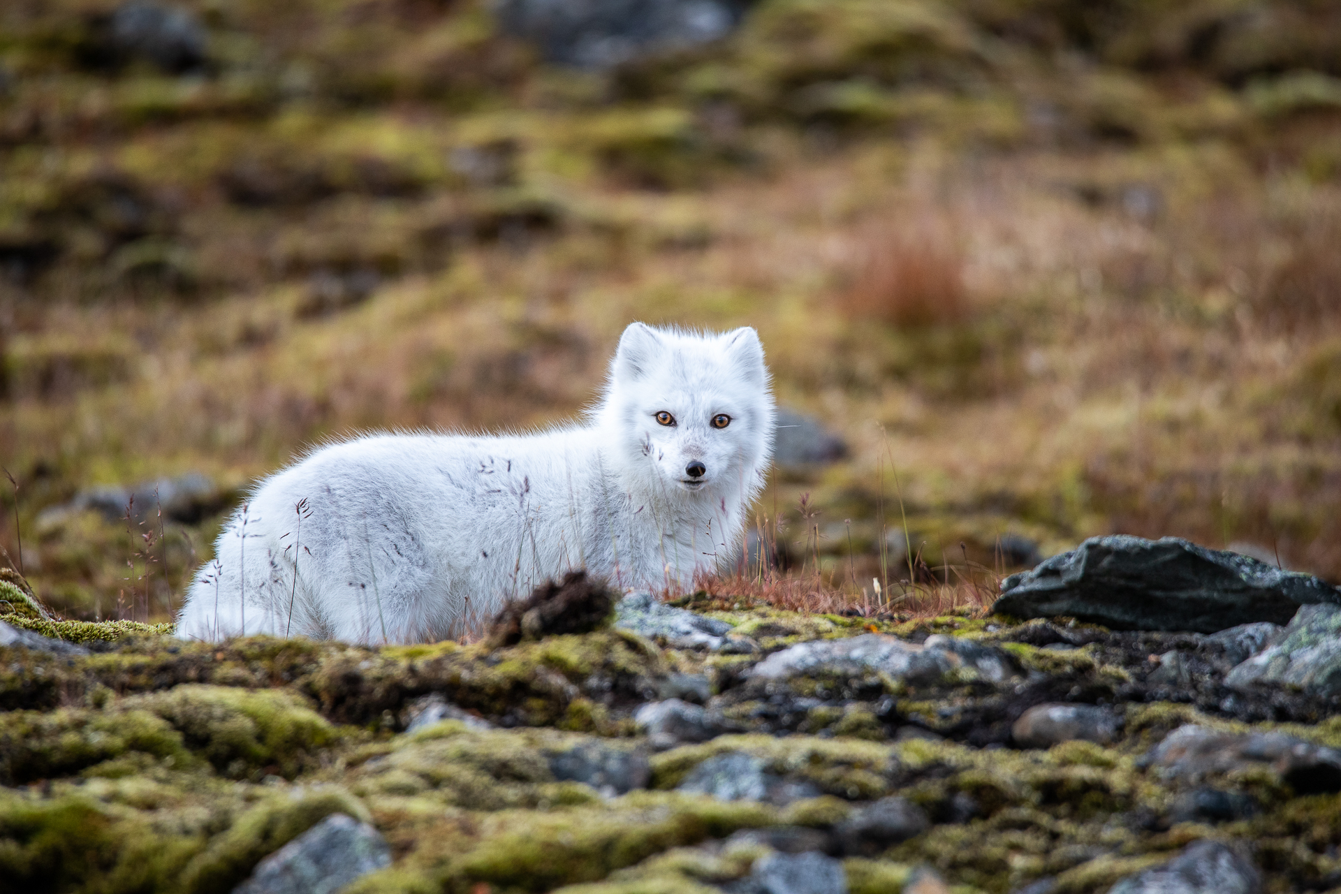 The Arctic Fox
