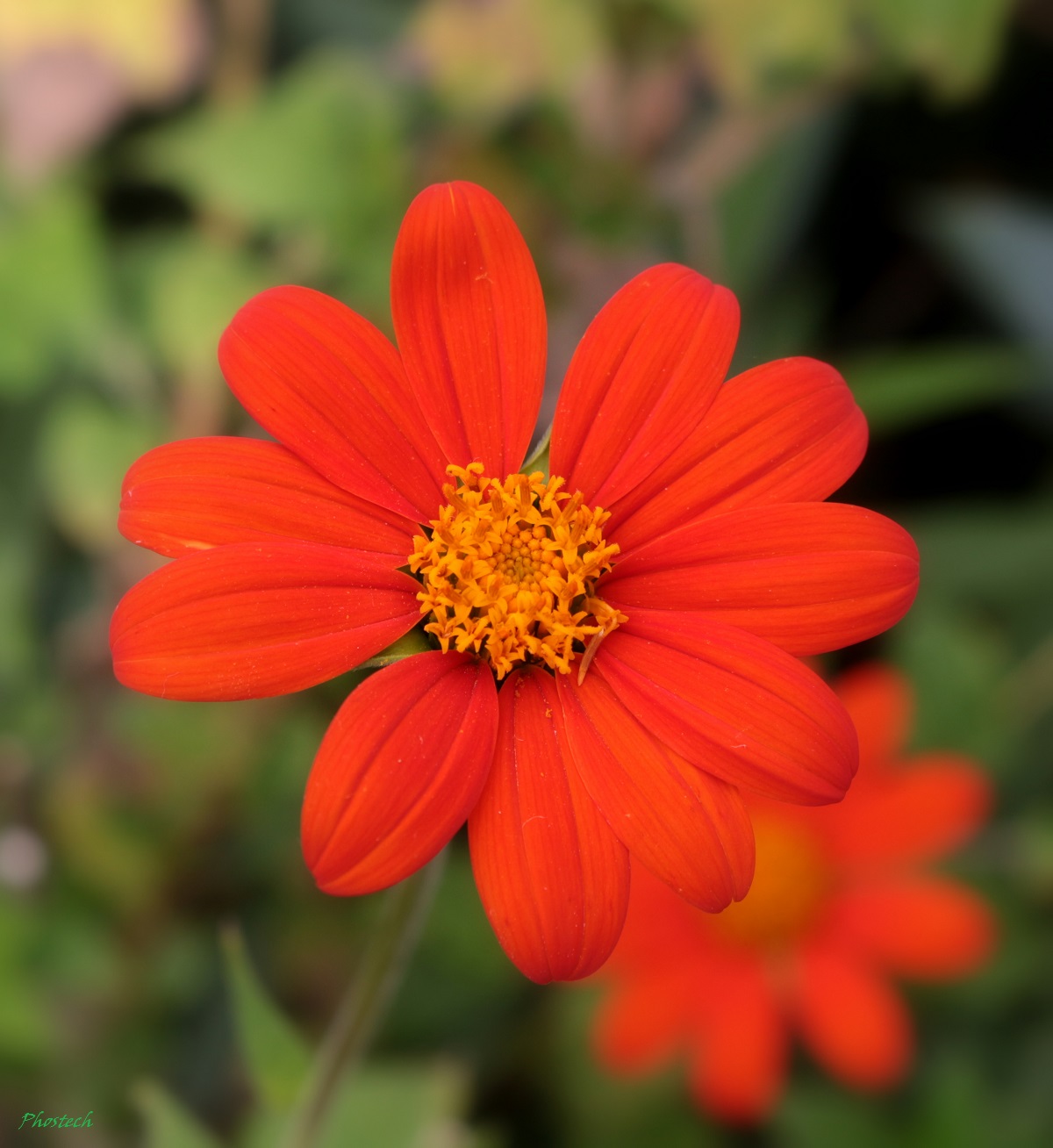 m'ama... non m'ama... m'ama!!!