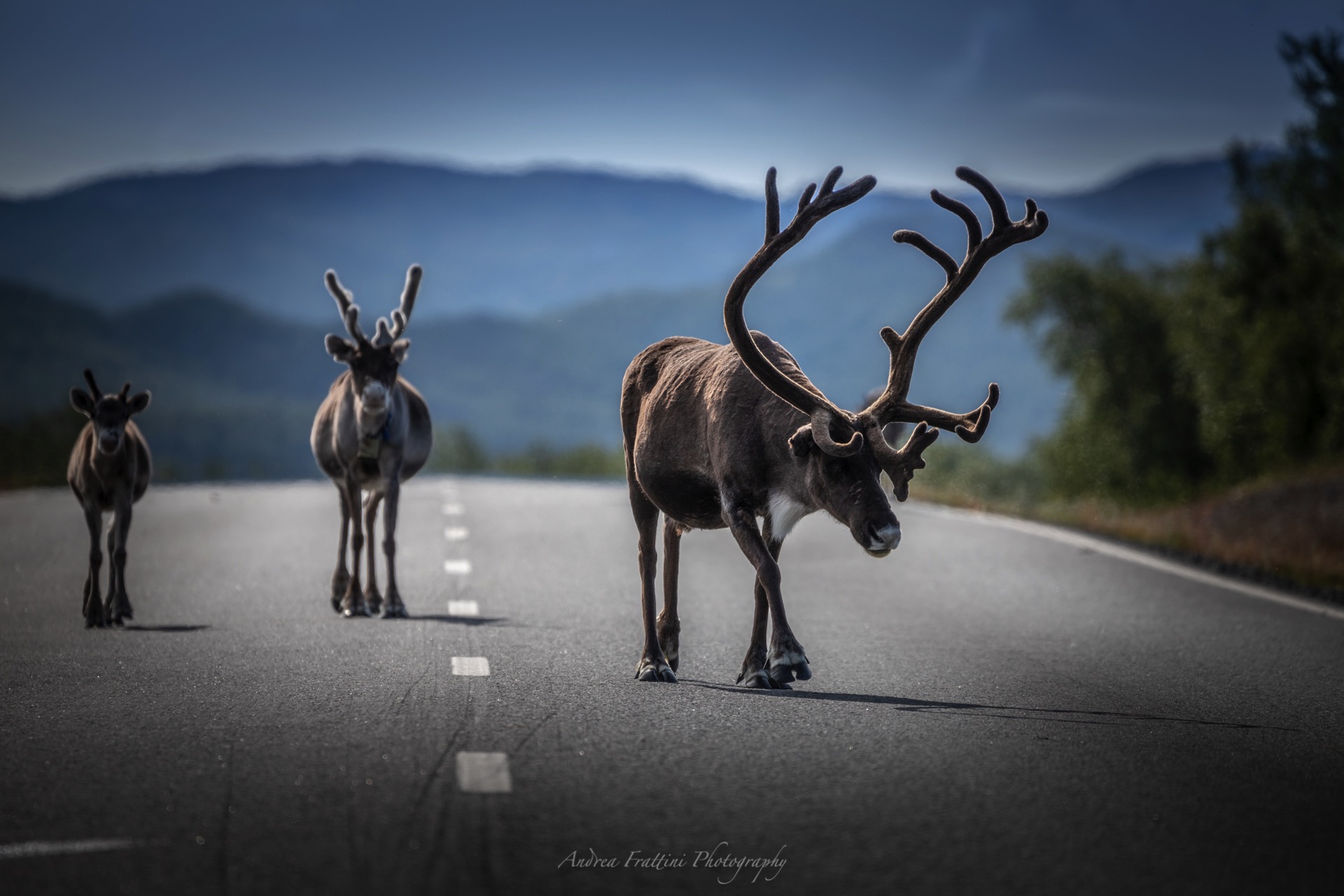 Reindeer